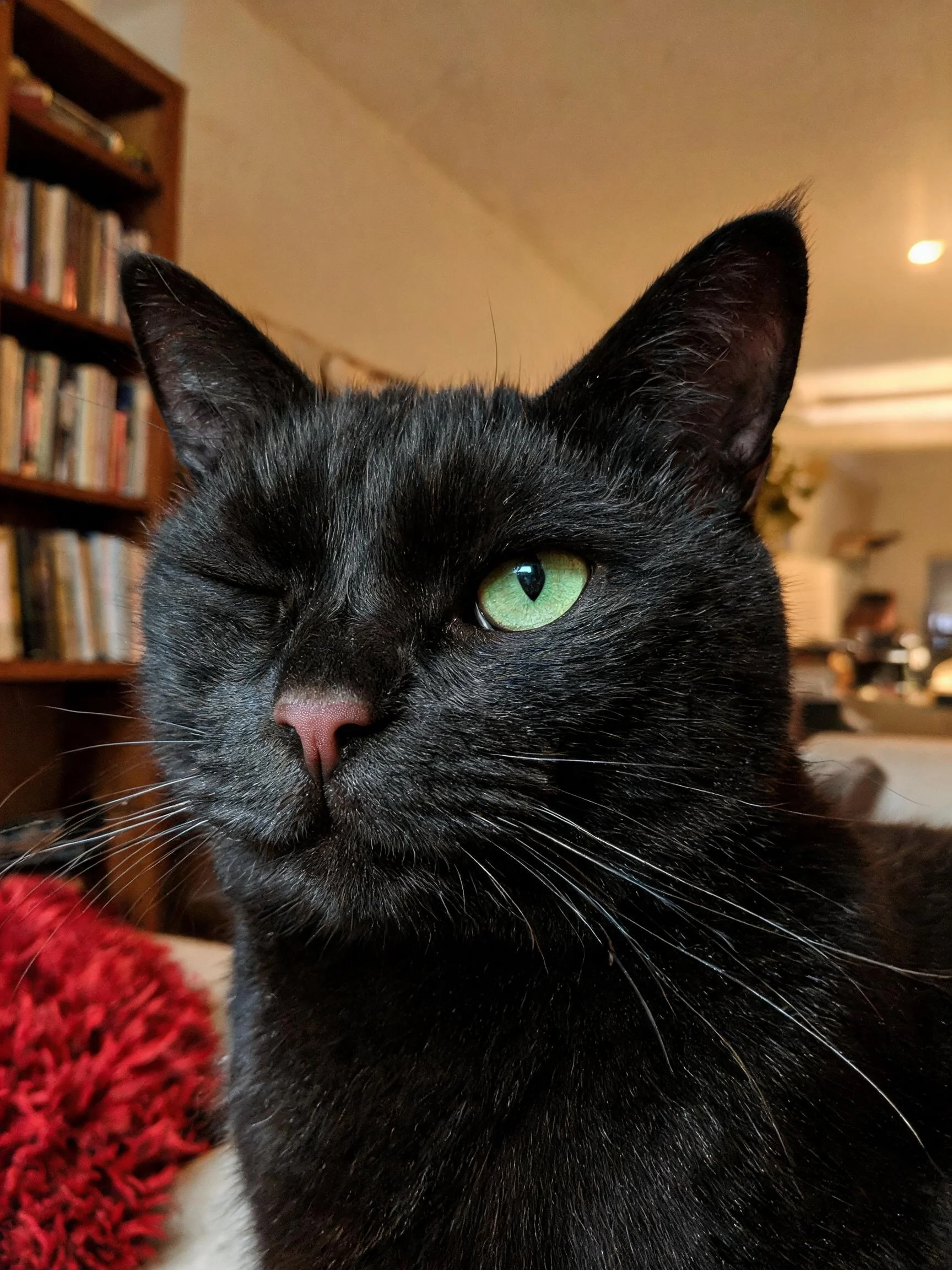 黑色绿眼短毛猫半睁一只眼呈现眨眼状态,绿色眼睛明亮清澈,黑色被毛顺滑。