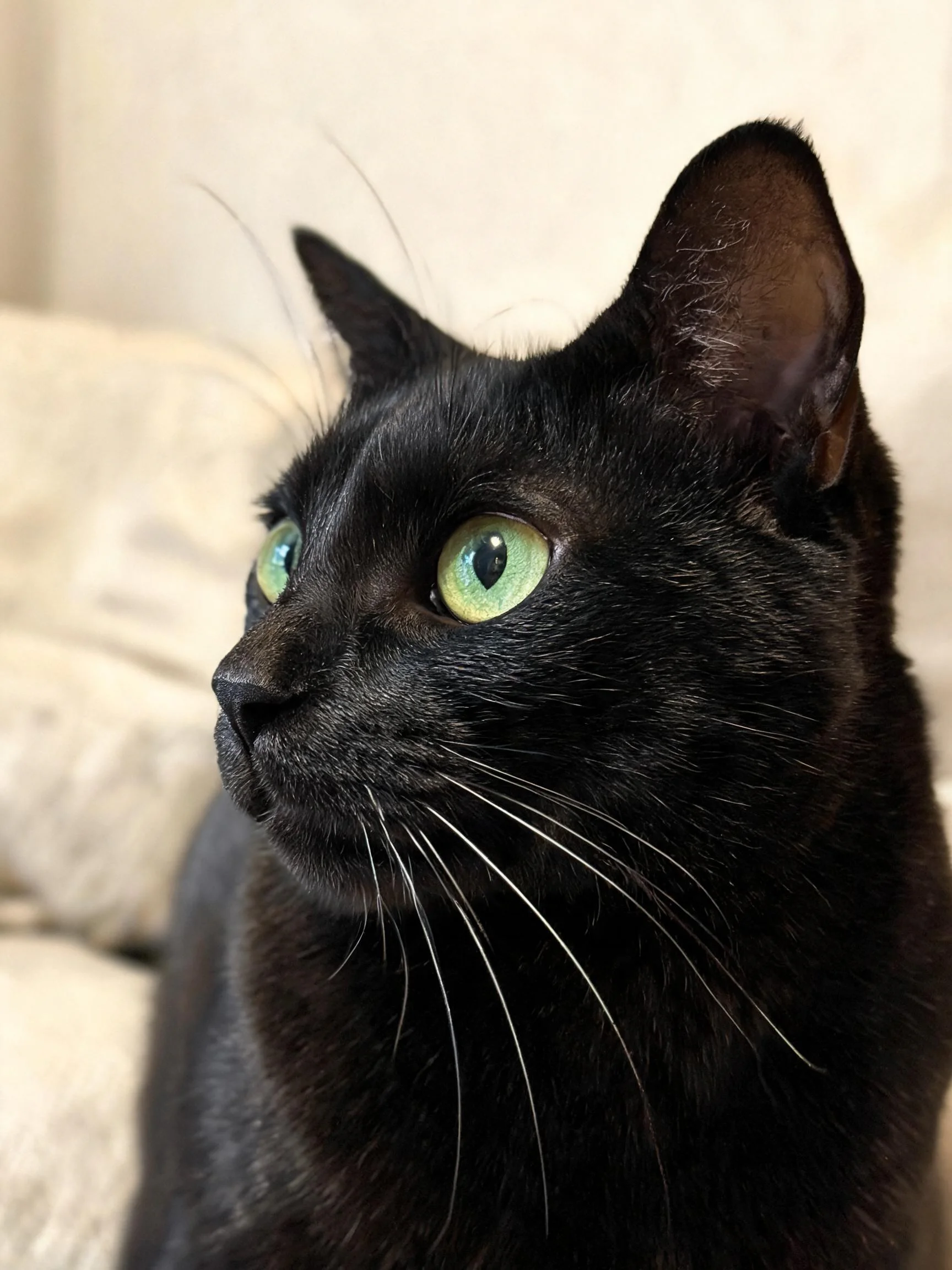 一只短毛黑猫,拥有明亮的绿色眼睛,黑色的毛发质感清晰可见。