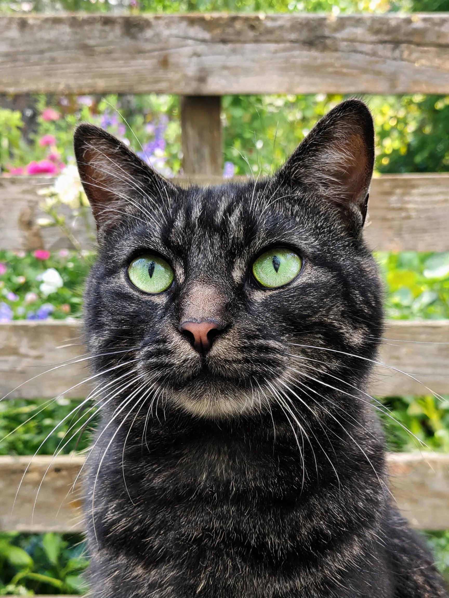 玳瑁斑纹短毛猫拥有绿色眼眸,黑色带灰色斑纹的被毛,正安静注视镜头。