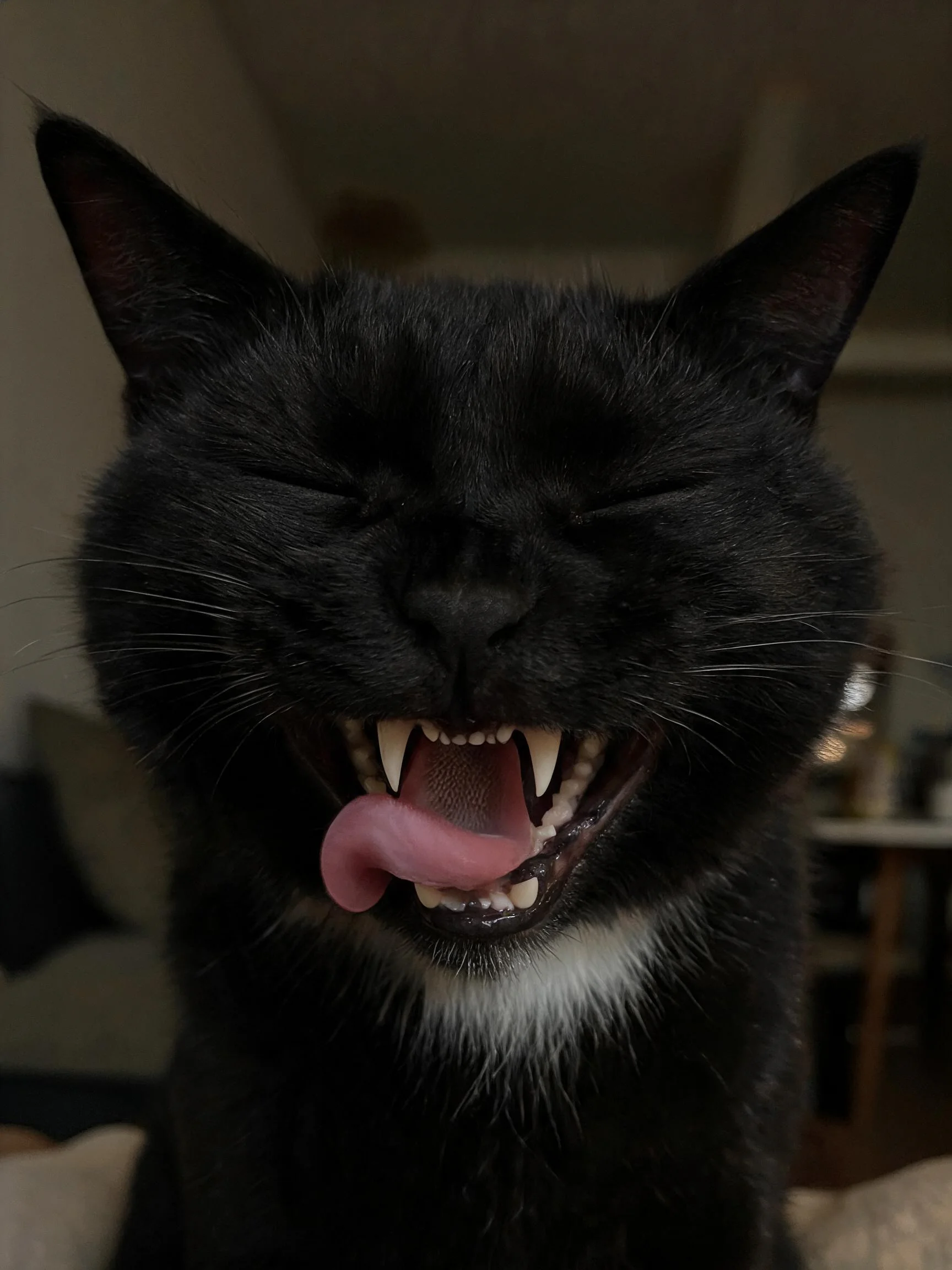 黑白色短毛家猫张嘴露齿,露出锋利牙齿和粉红色舌头。