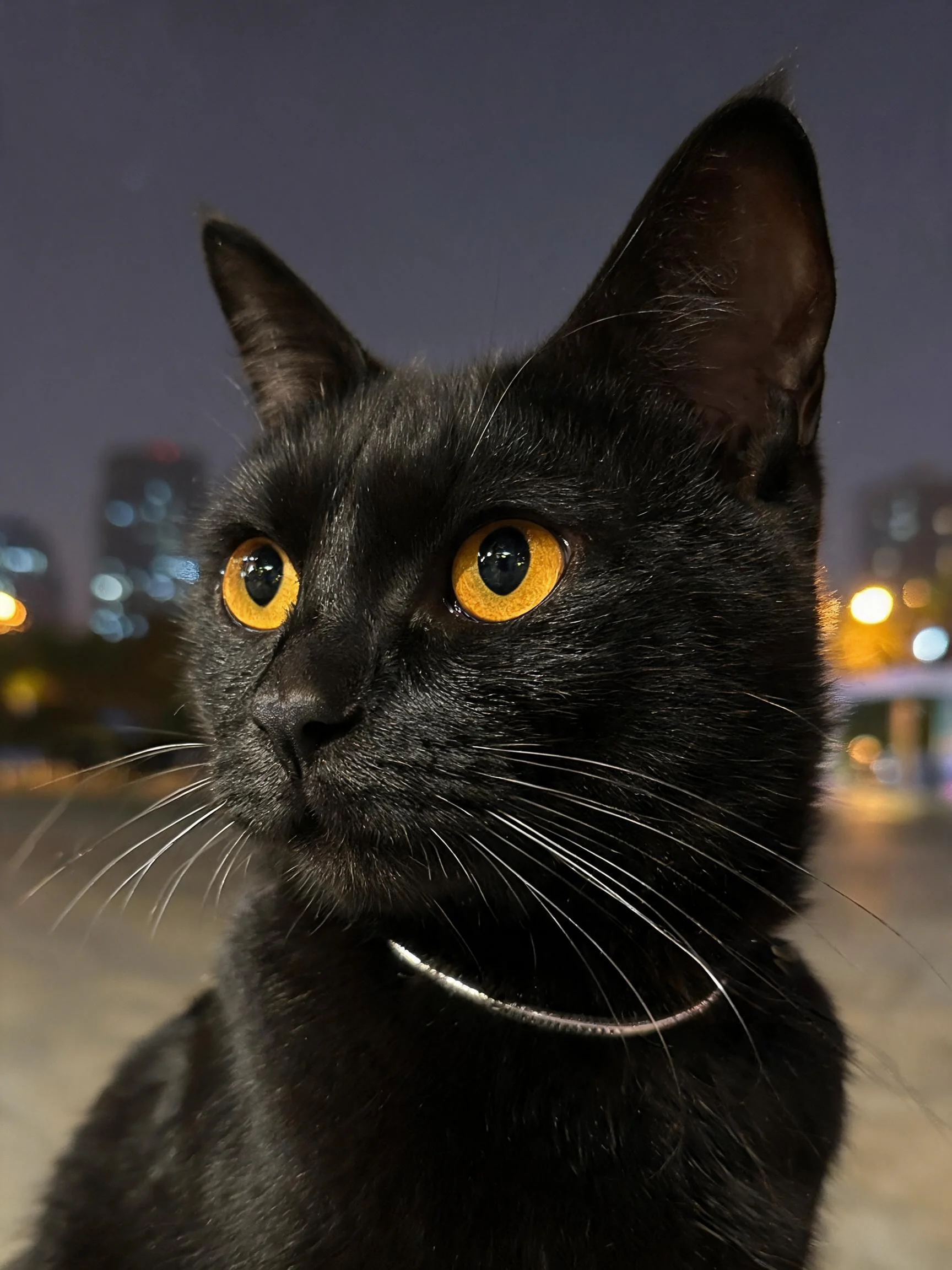 一只短毛家猫拥有乌黑短毛和亮黄色眼睛,处于城市夜景的户外场景中。