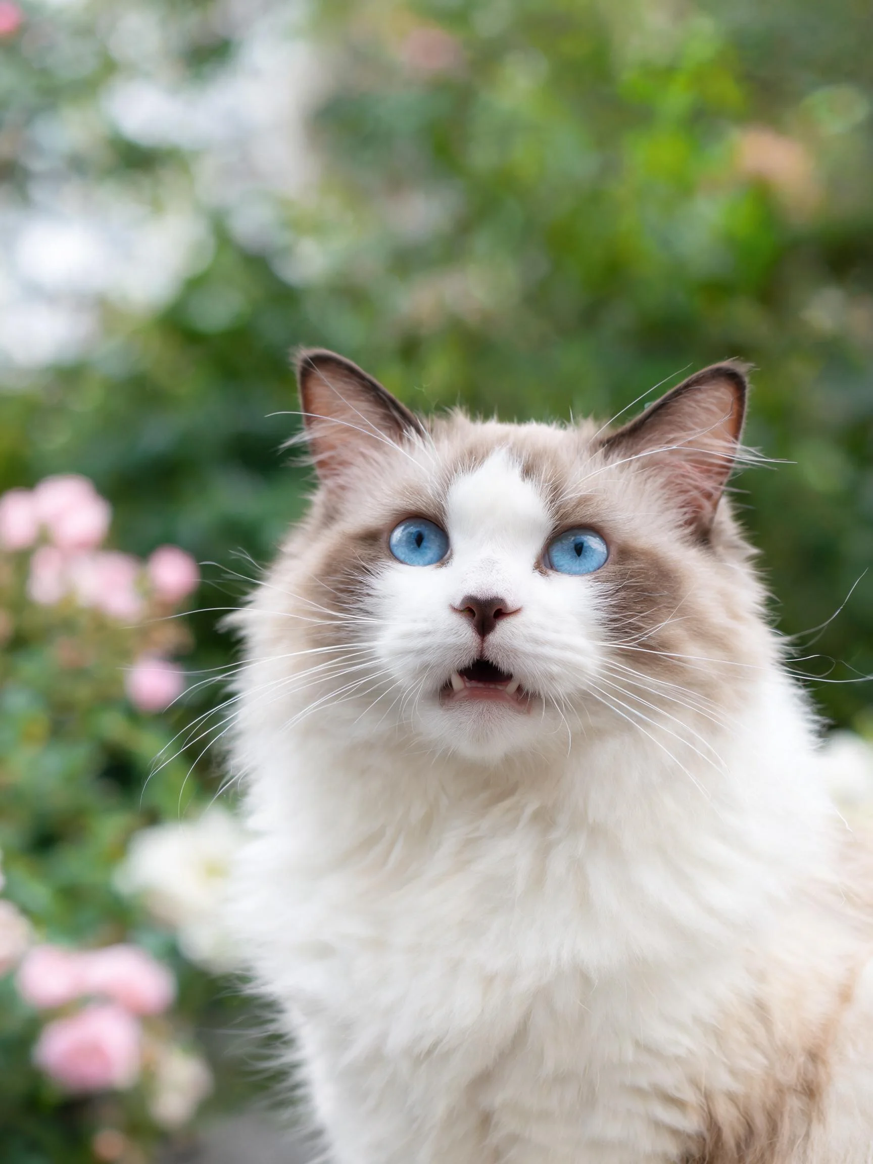 一只蓝眼睛的布偶猫,有着白色带浅棕色斑纹的长毛,嘴巴微张,处于花园环境中。