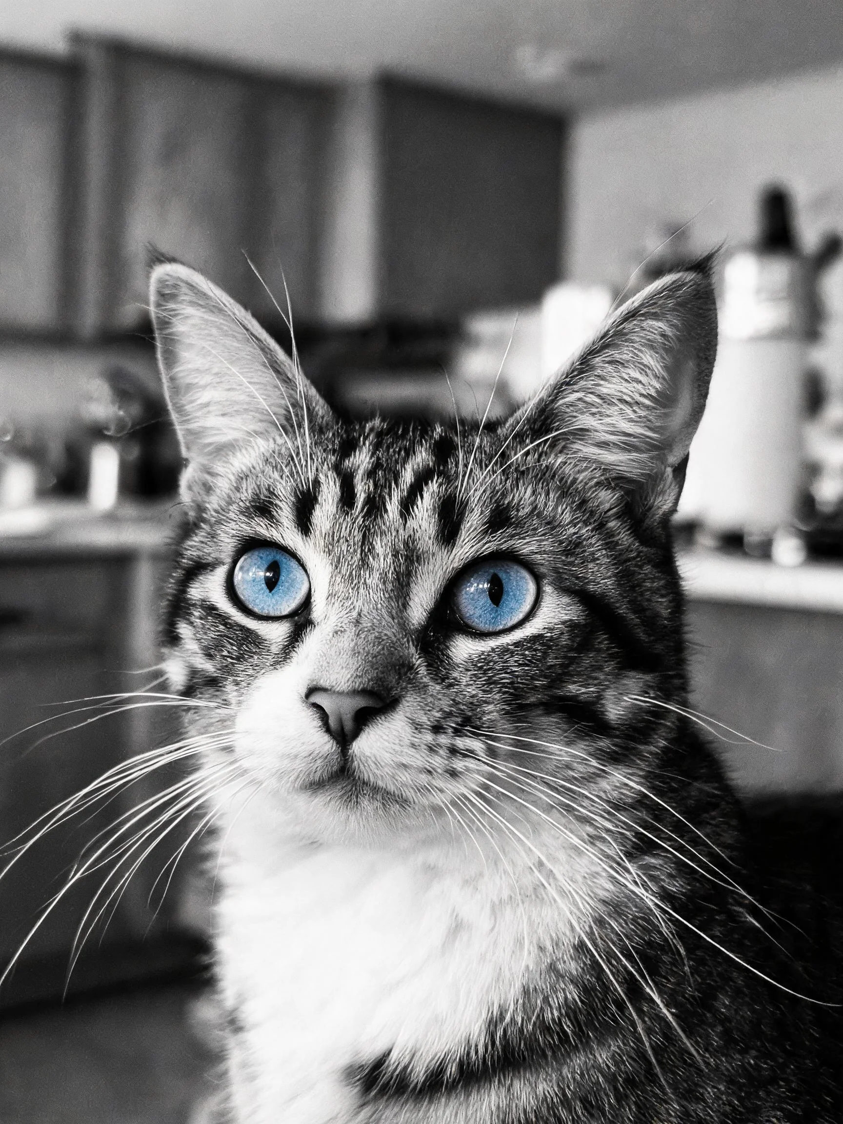 一只短毛虎斑猫,拥有醒目的蓝眼睛和典型虎斑纹理,白色胸部毛发柔软蓬松。