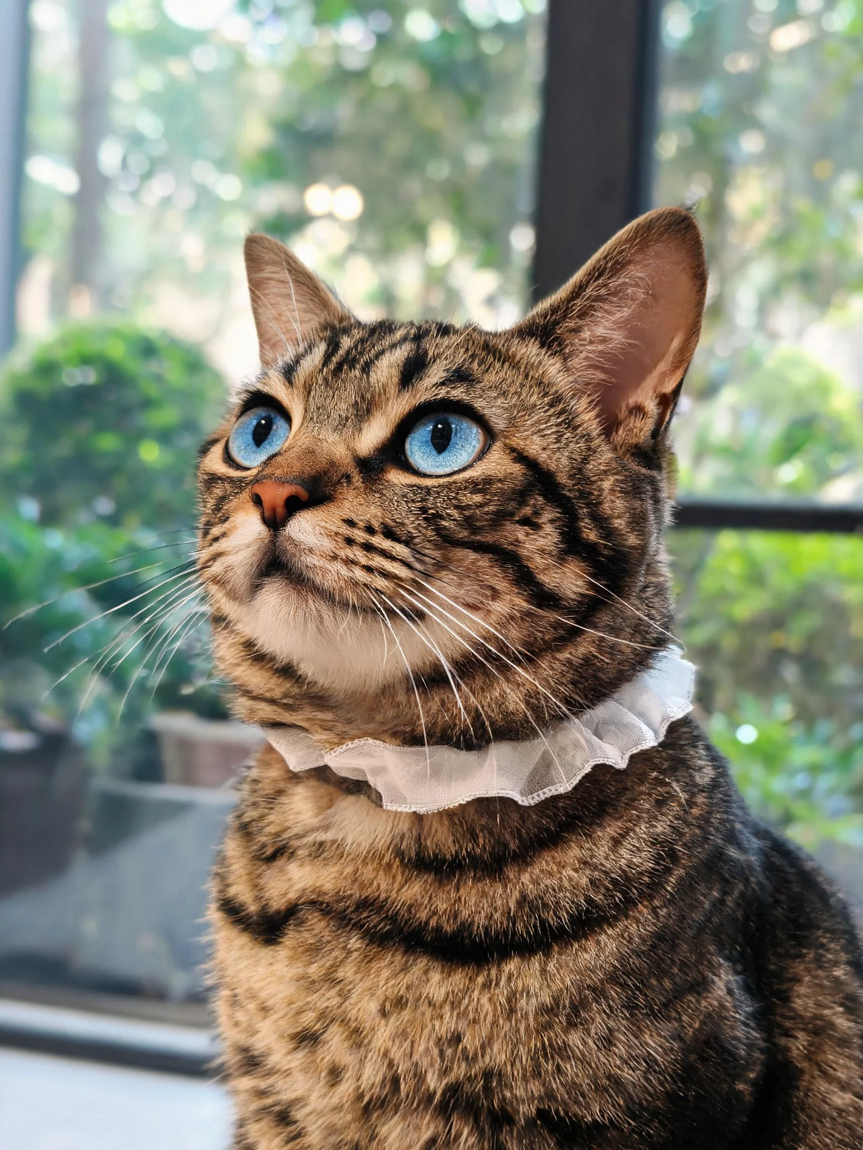 虎斑短毛猫拥有蓝色眼睛,佩戴白色蕾丝颈饰,毛发短而顺滑。