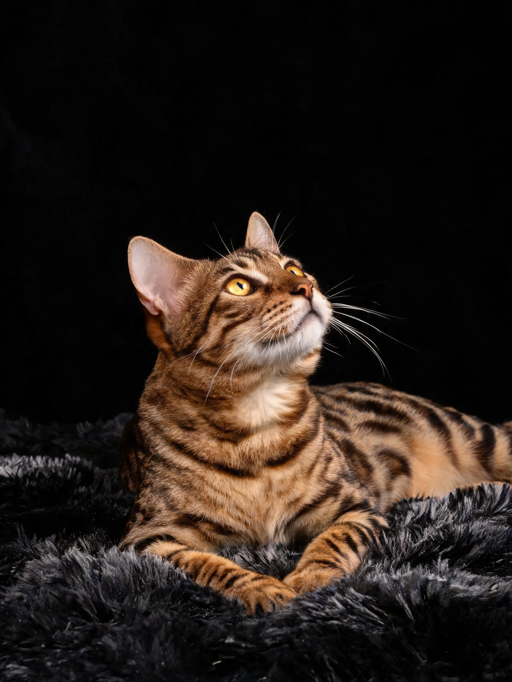 孟加拉猫有着金黄色的眼睛,皮毛布满清晰的条纹图案,正安静地停留在深色绒面上。