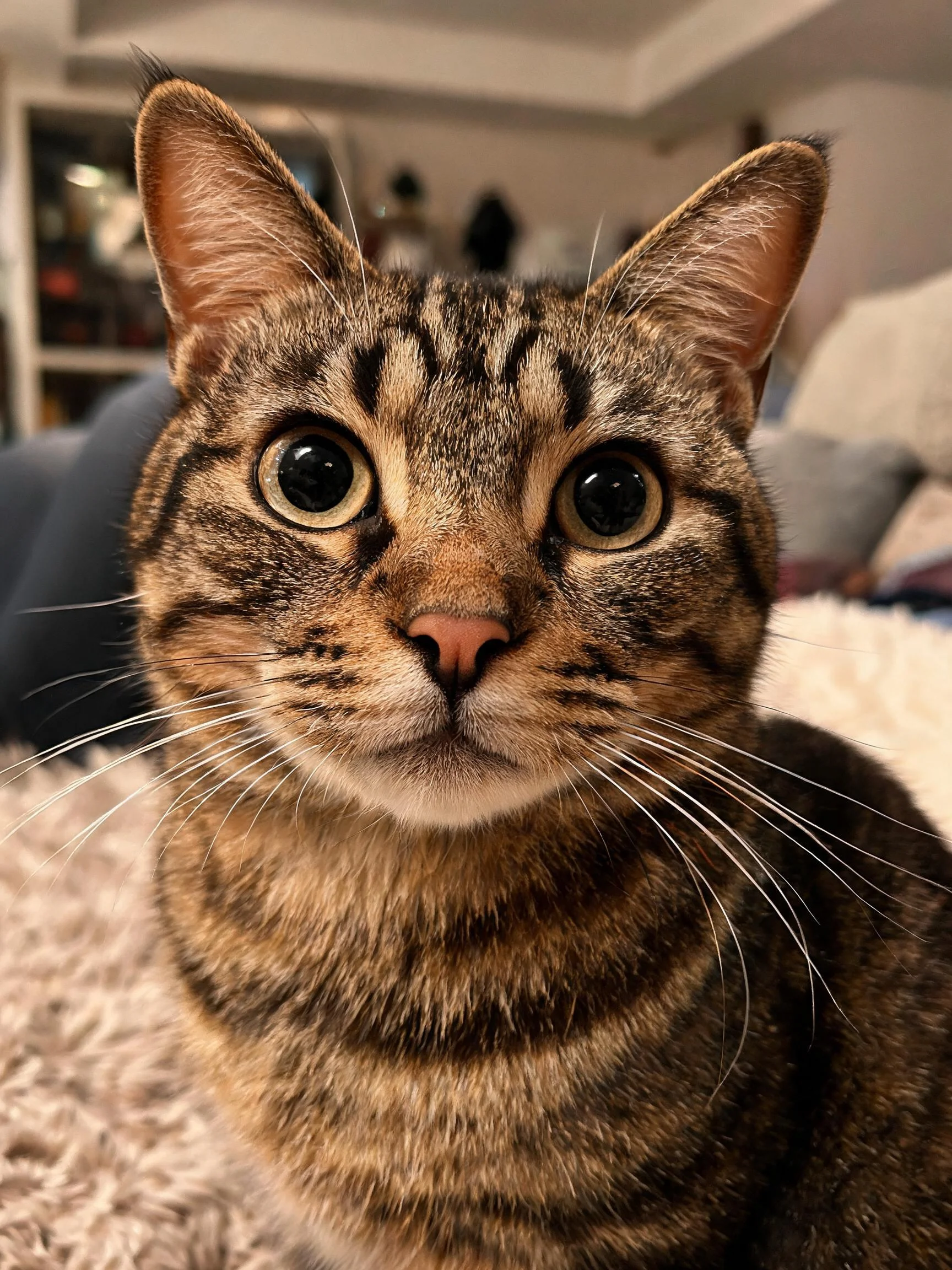 虎斑纹理短毛猫特写,眼部明亮,面部有清晰的虎斑纹路,胡须笔直。