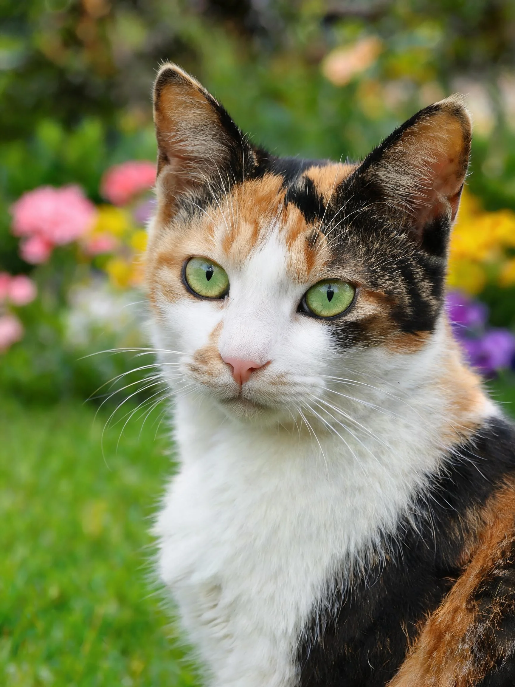 三色短毛猫有着黑白橙相间的毛发和明亮清澈的绿色眼睛。