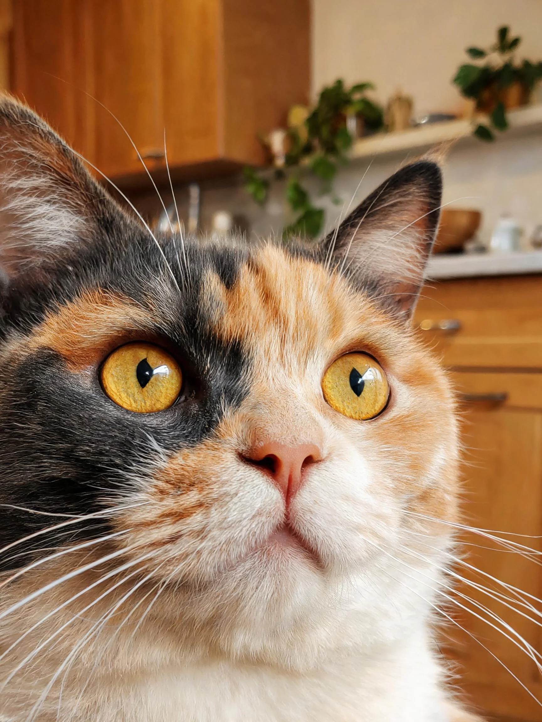 三色短毛猫有着黑橙白相间的毛发和明亮的黄色眼睛，胡须清晰可见，处于室内环境之中。