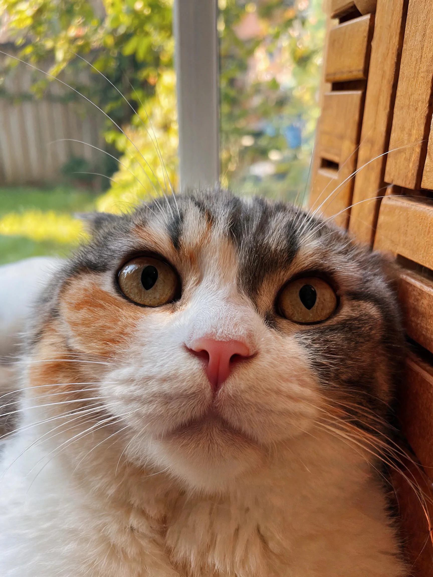 三色折耳猫有着大眼睛和柔软蓬松的毛发,正安静地停留在窗边位置。