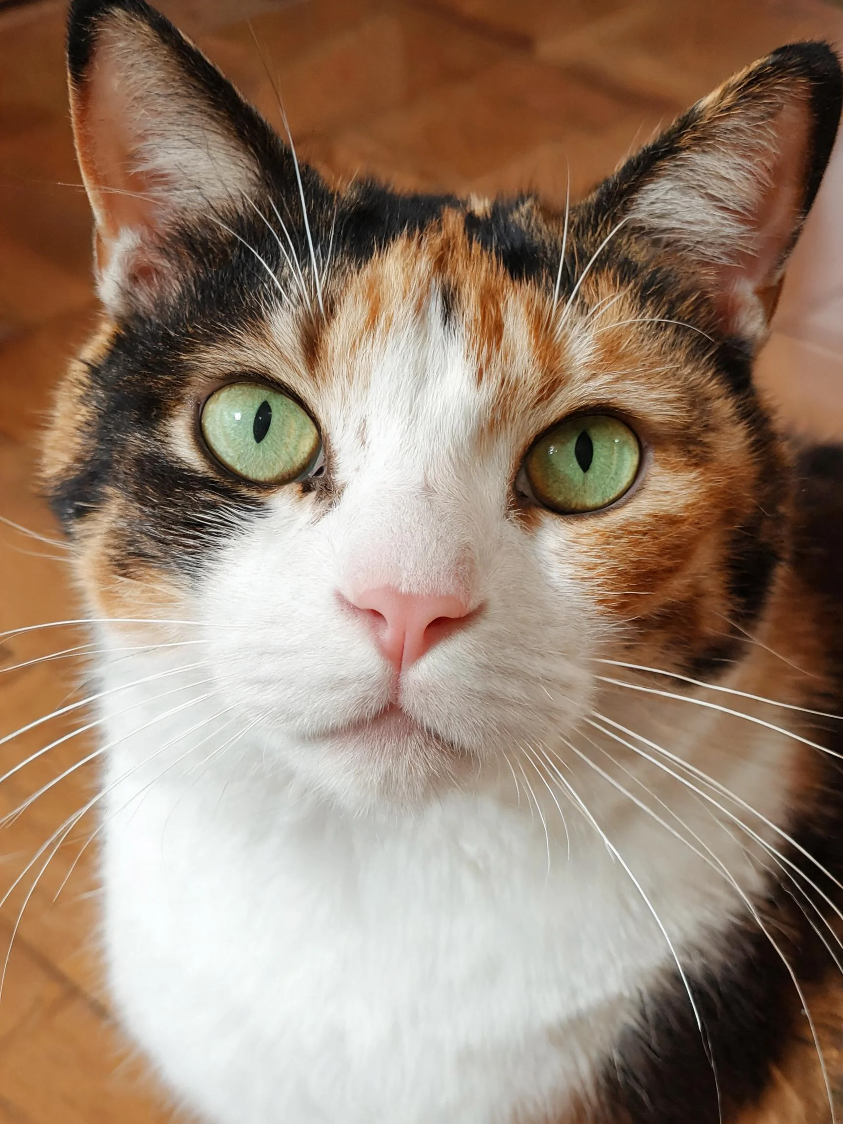 三色短毛猫拥有绿色眼睛和黑橙白相间的毛发，胡须细长清晰可见。