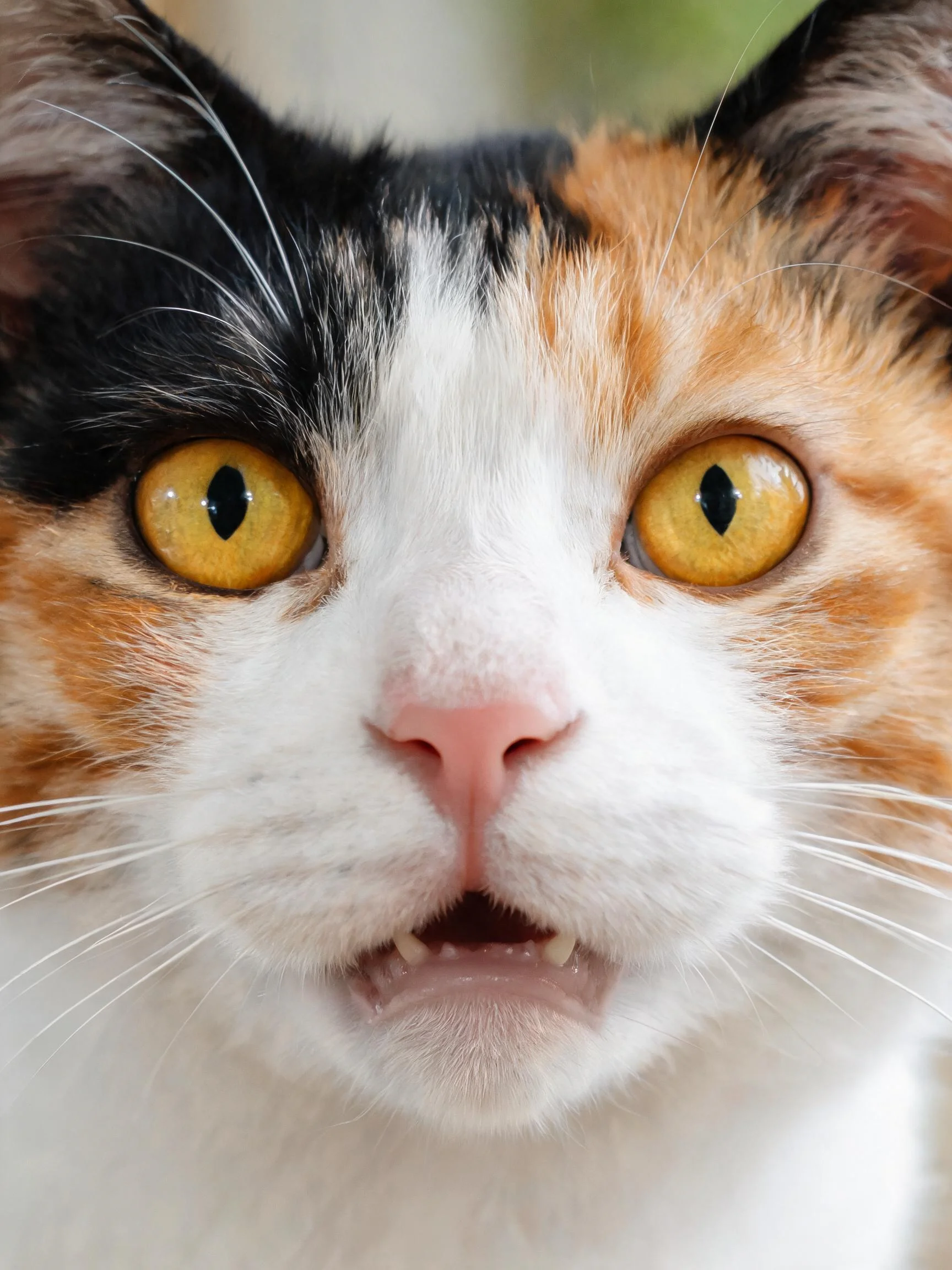 三色短毛猫拥有明亮的琥珀色眼睛,黑色、白色与橙色的经典三色皮毛分布。