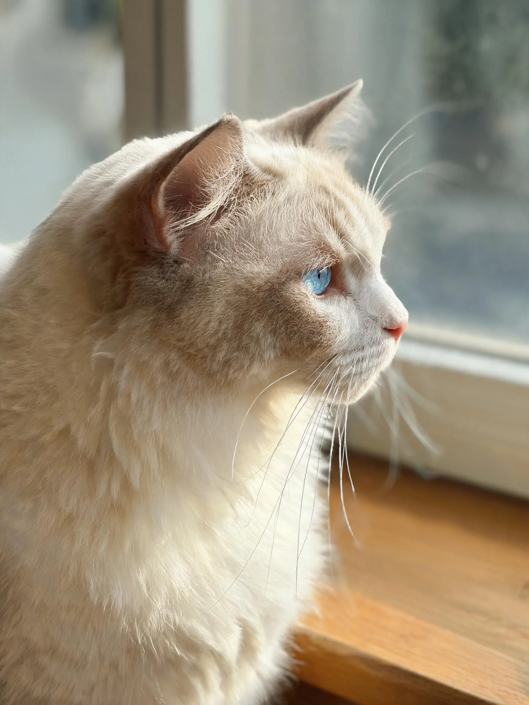 重点色长毛猫有着明亮的蓝色眼睛和柔软的白色毛发,安静地坐在窗台上向外张望。