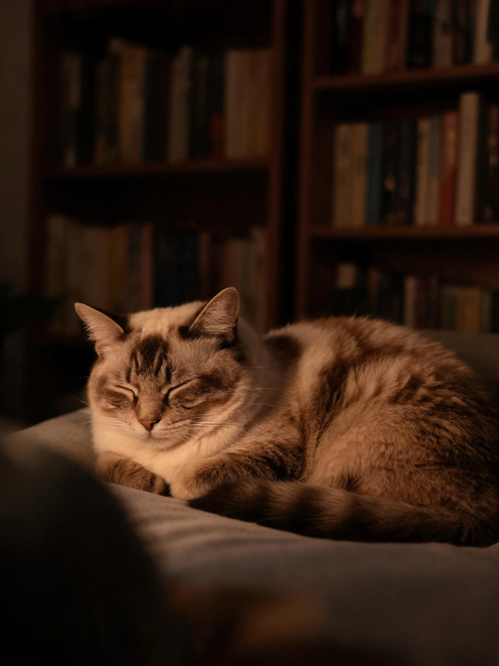 一只玳瑁色短毛猫蜷卧在软垫上，毛发呈现出浅棕与深褐相间的玳瑁花纹，双眼紧闭处于休息状态。