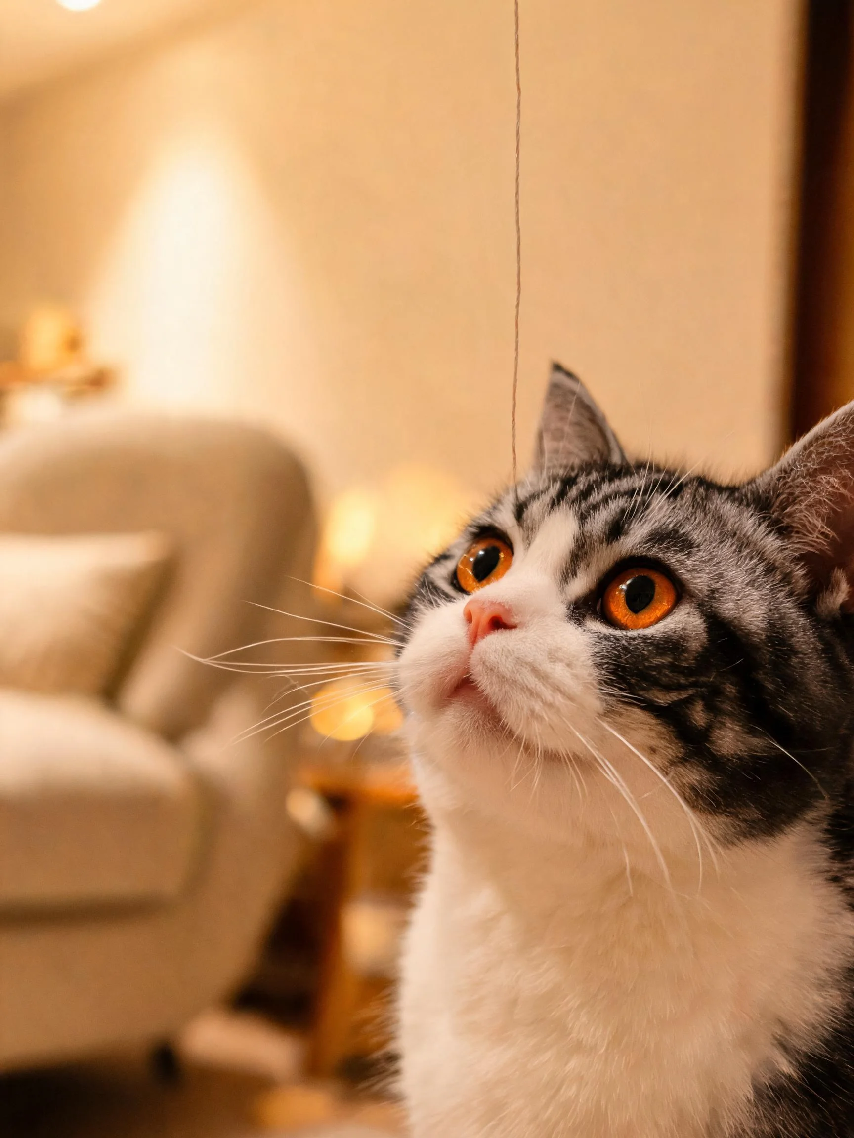 玳瑁斑纹短毛猫专注凝视上方，橙红色眼睛明亮，黑白相间毛发清晰可见。