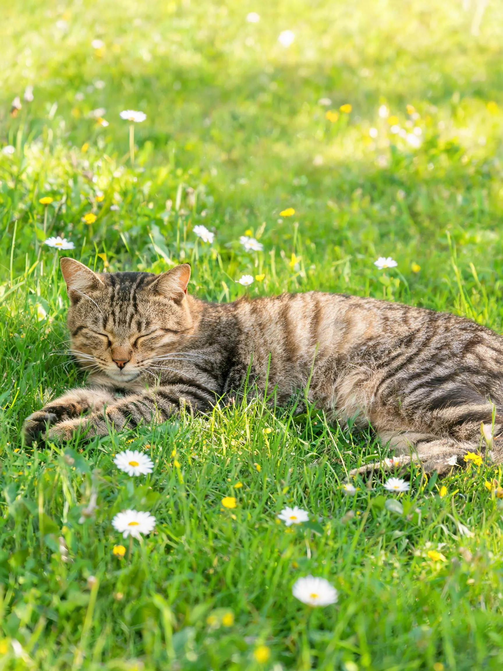短毛虎斑猫安静卧躺于草地,皮毛呈现清晰的虎斑纹理,周围环绕着白色和黄色的小花。