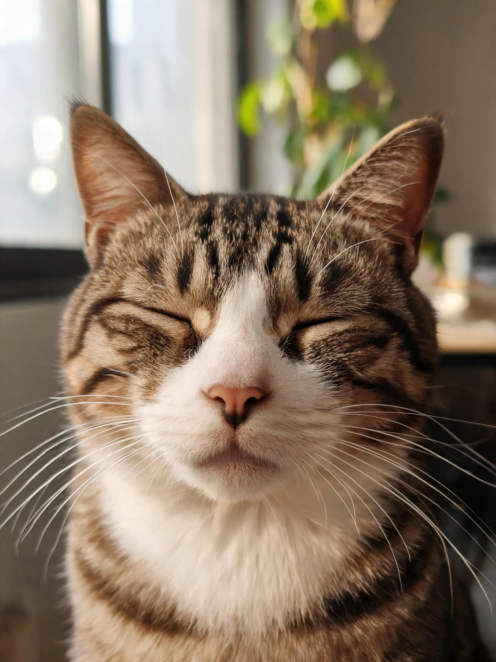 虎斑短毛猫双眼紧闭,面部条纹清晰,处于安静居家环境中。