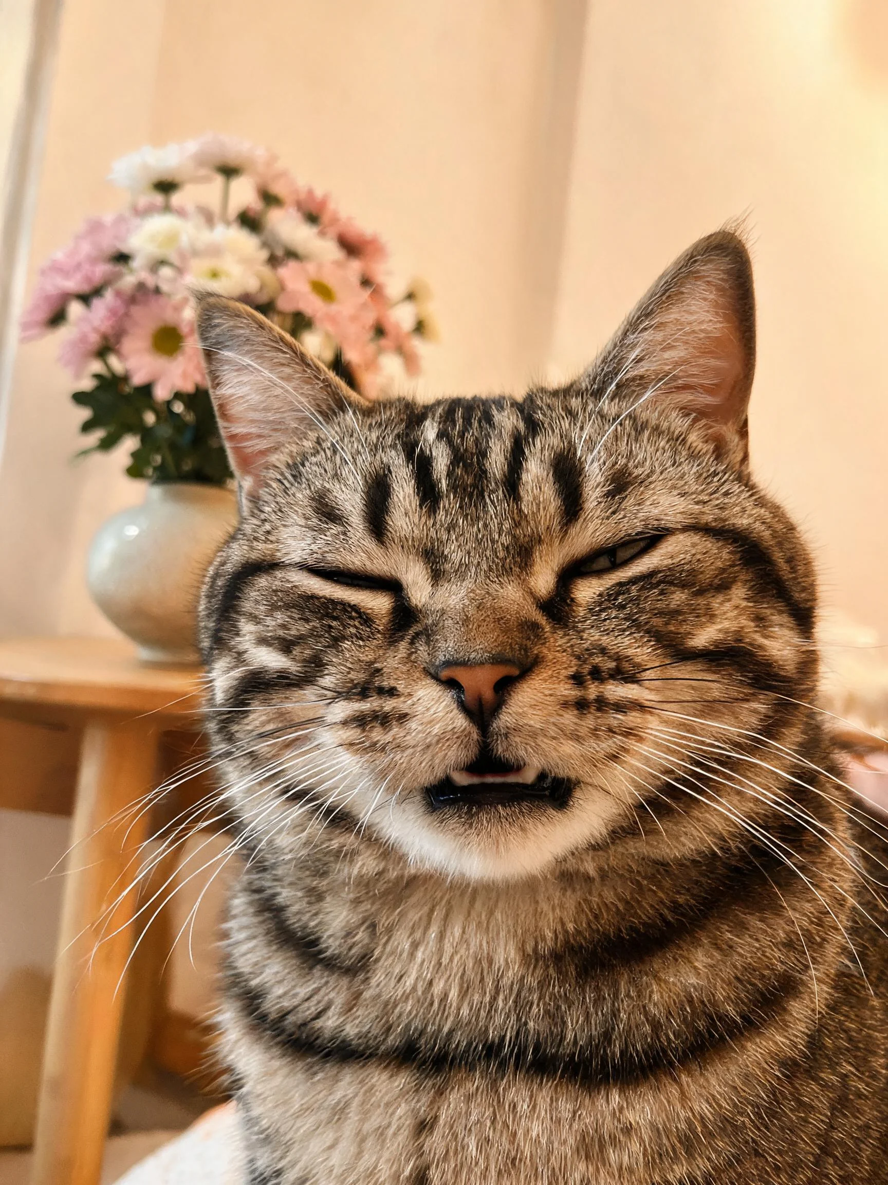 虎斑短毛猫面部有典型条纹花纹,眼睛半睁状态,毛发短而顺滑。
