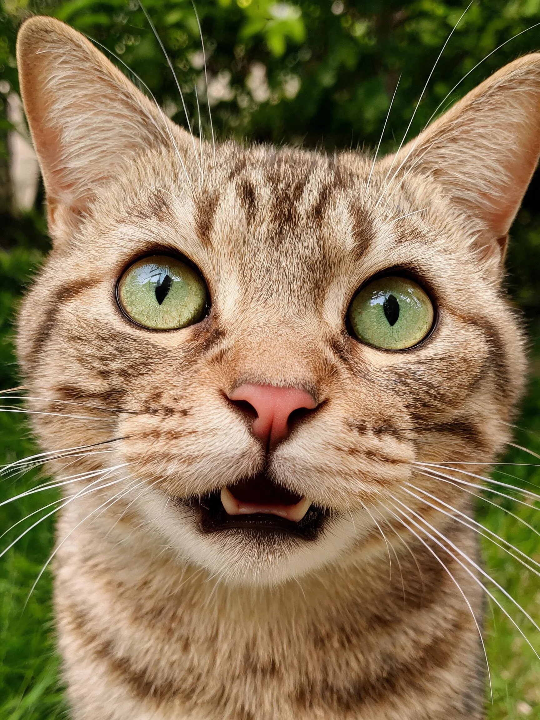 短毛虎斑猫拥有明亮的绿色眼睛与浅棕色带深色条纹的被毛。