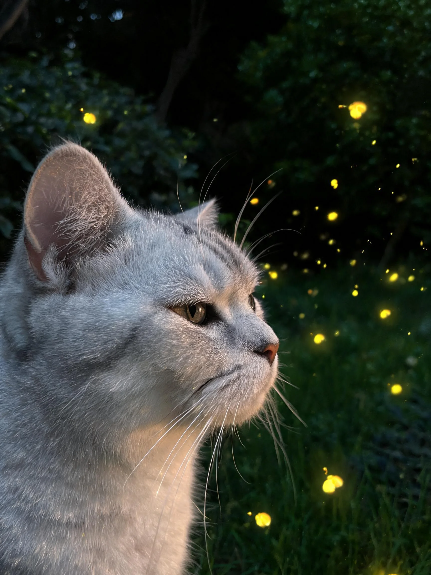 灰色短毛猫专注凝视着闪烁的萤火虫,其细长胡须清晰可见。