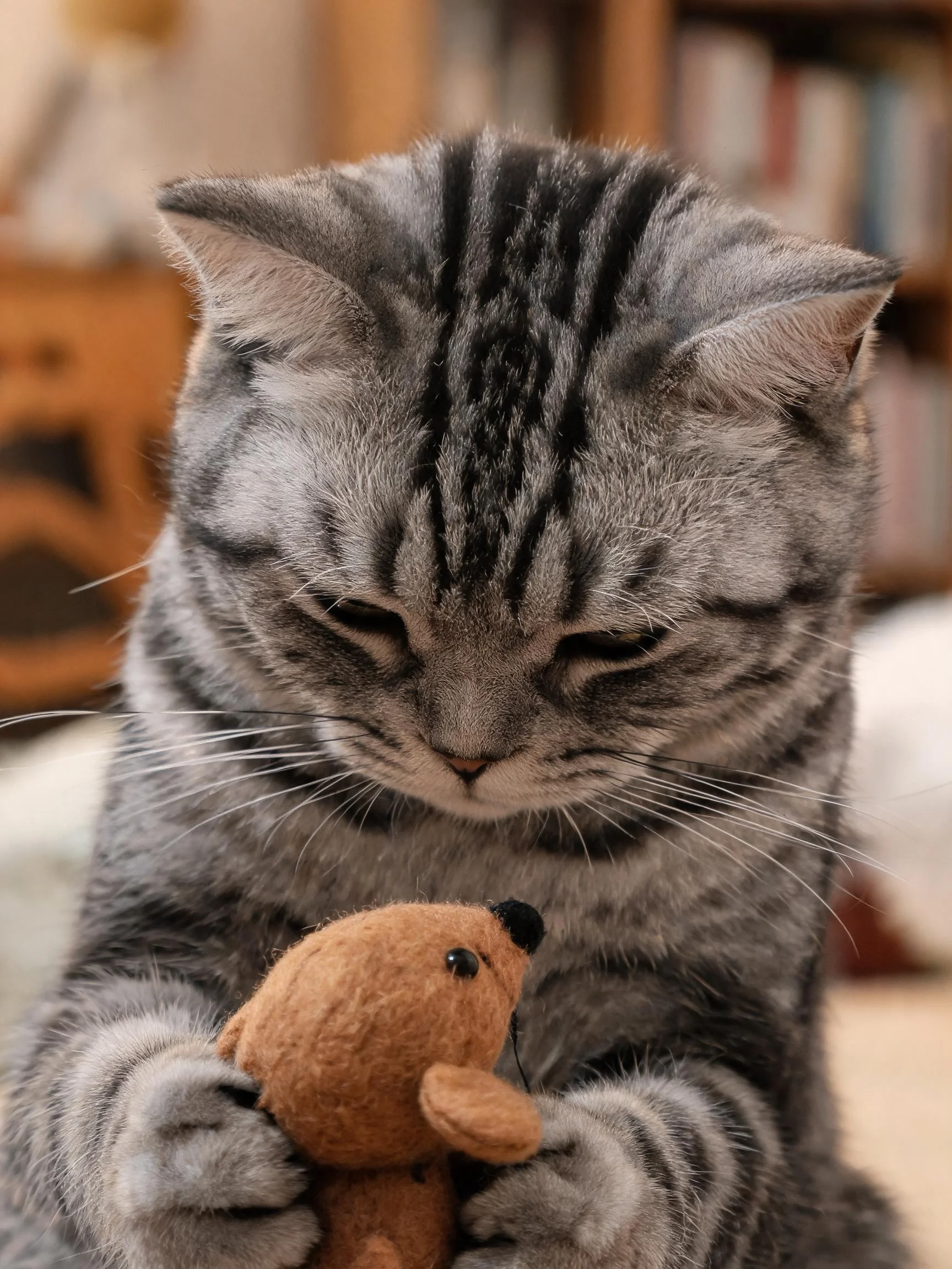 灰色短毛虎斑猫用前爪轻抱棕色绒布老鼠玩具,毛发带有清晰虎斑纹路。
