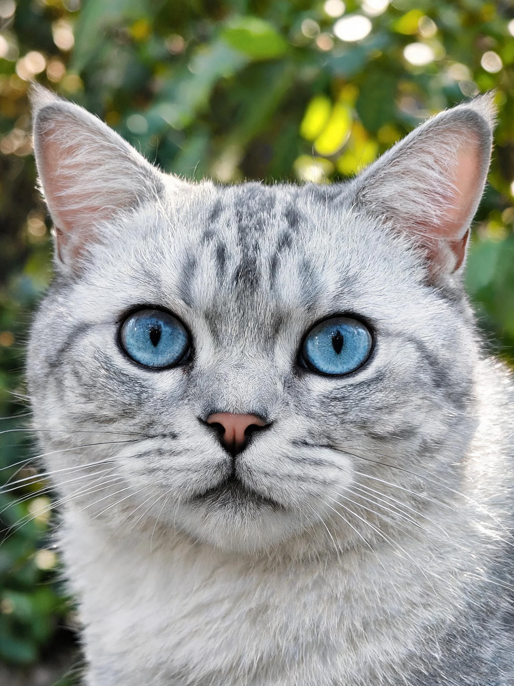 银色短毛猫有着明亮的蓝色眼睛和柔软的银灰色毛发，毛发触感细腻。