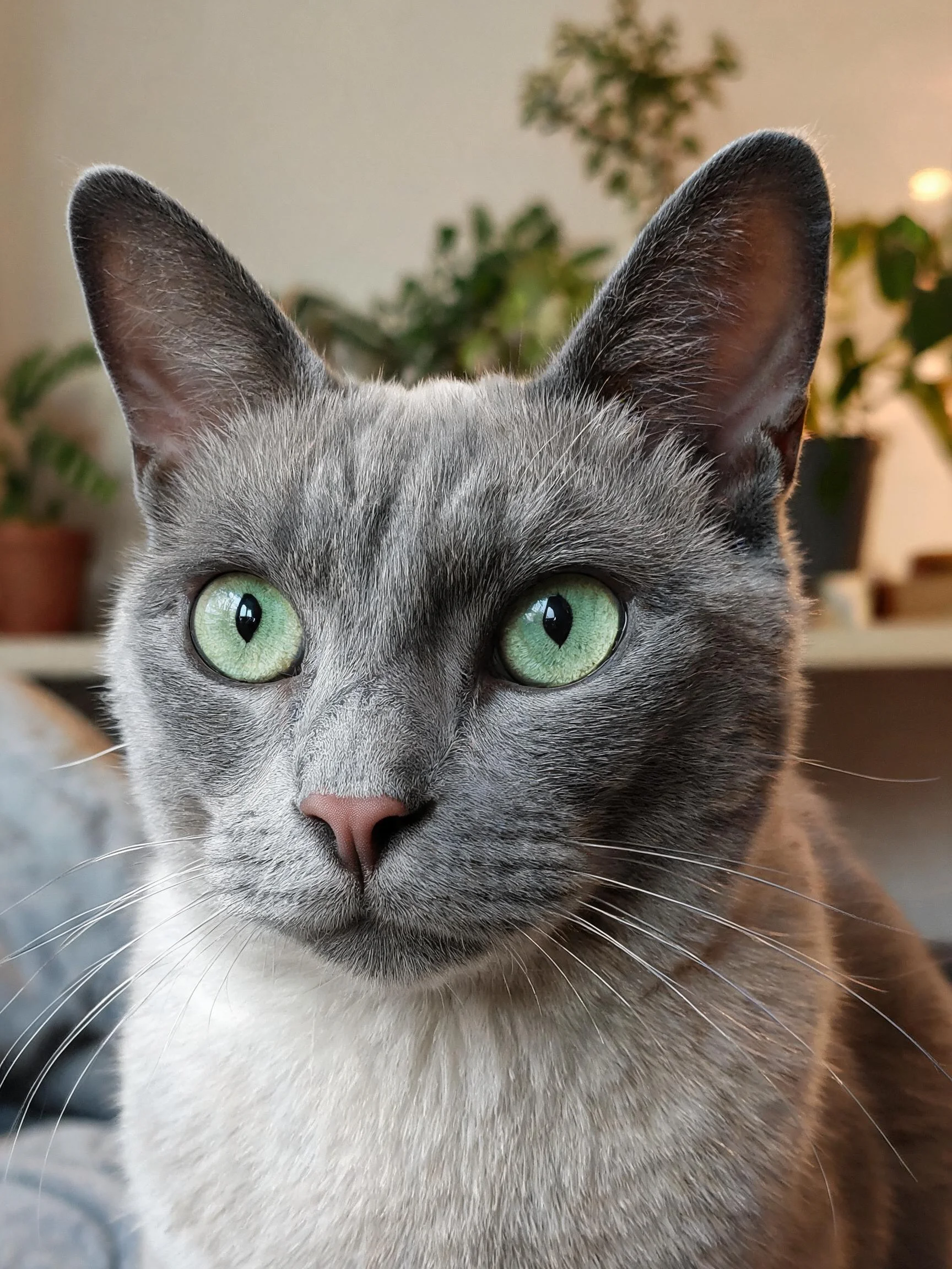 一只蓝灰色重点色的猫,拥有明亮的绿色眼睛,毛发顺滑且带有蓝灰色调。
