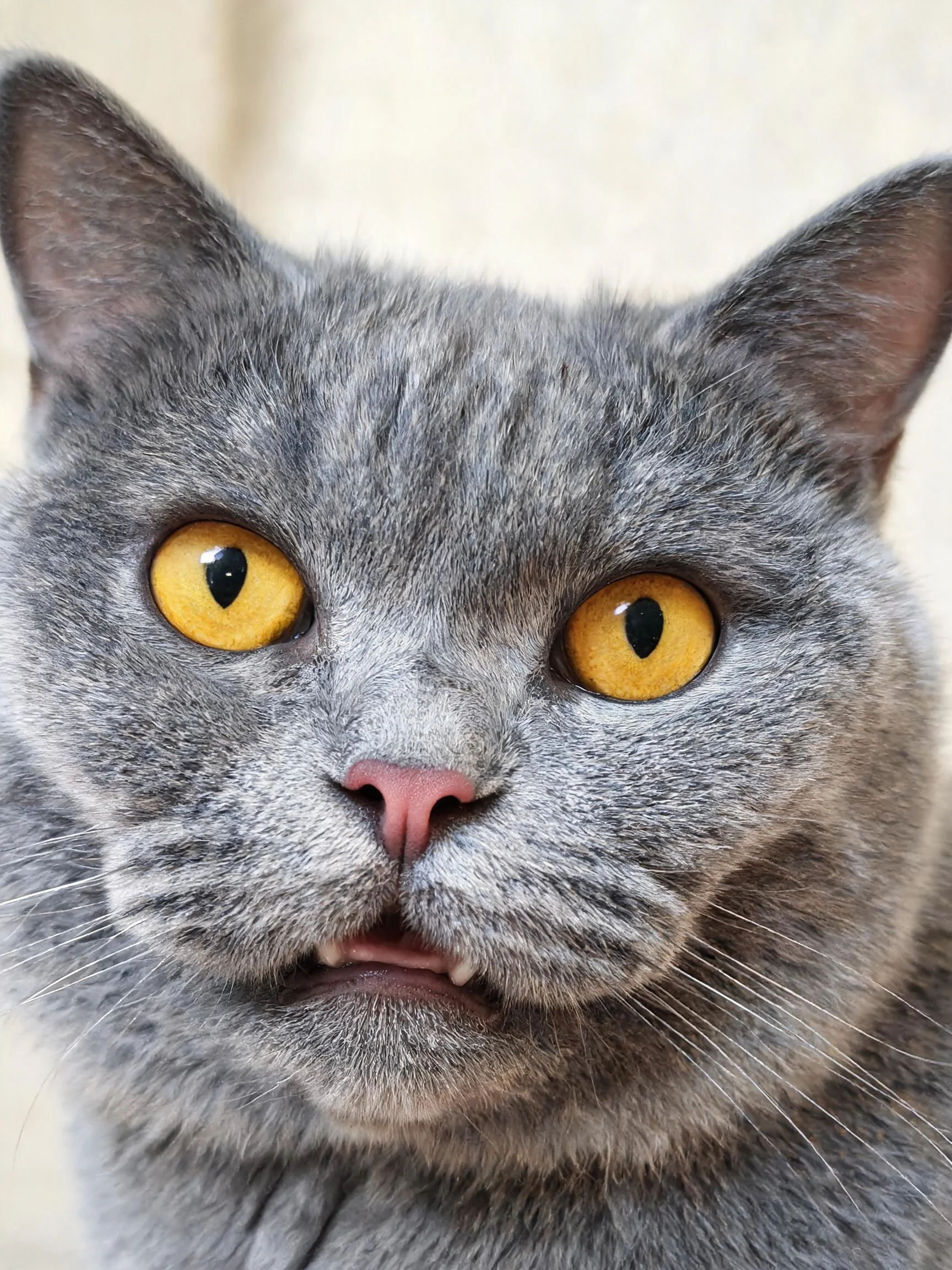 这是一只英国短毛猫,拥有明亮的黄色眼睛和柔软的灰色被毛,嘴巴微微张开露出牙齿。