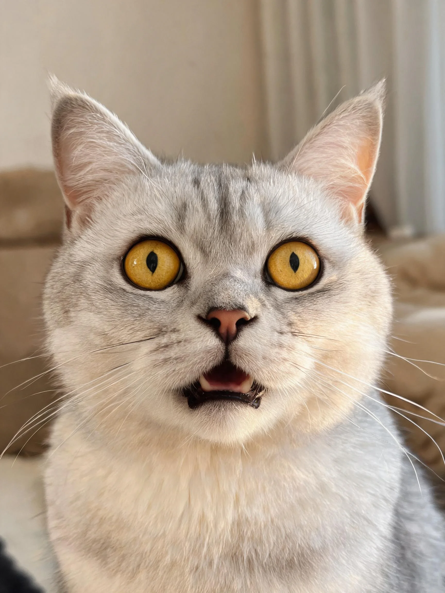 银色英国短毛猫有着大而明亮的黄色眼睛,嘴巴微微张开,呈现出惊讶的表情。