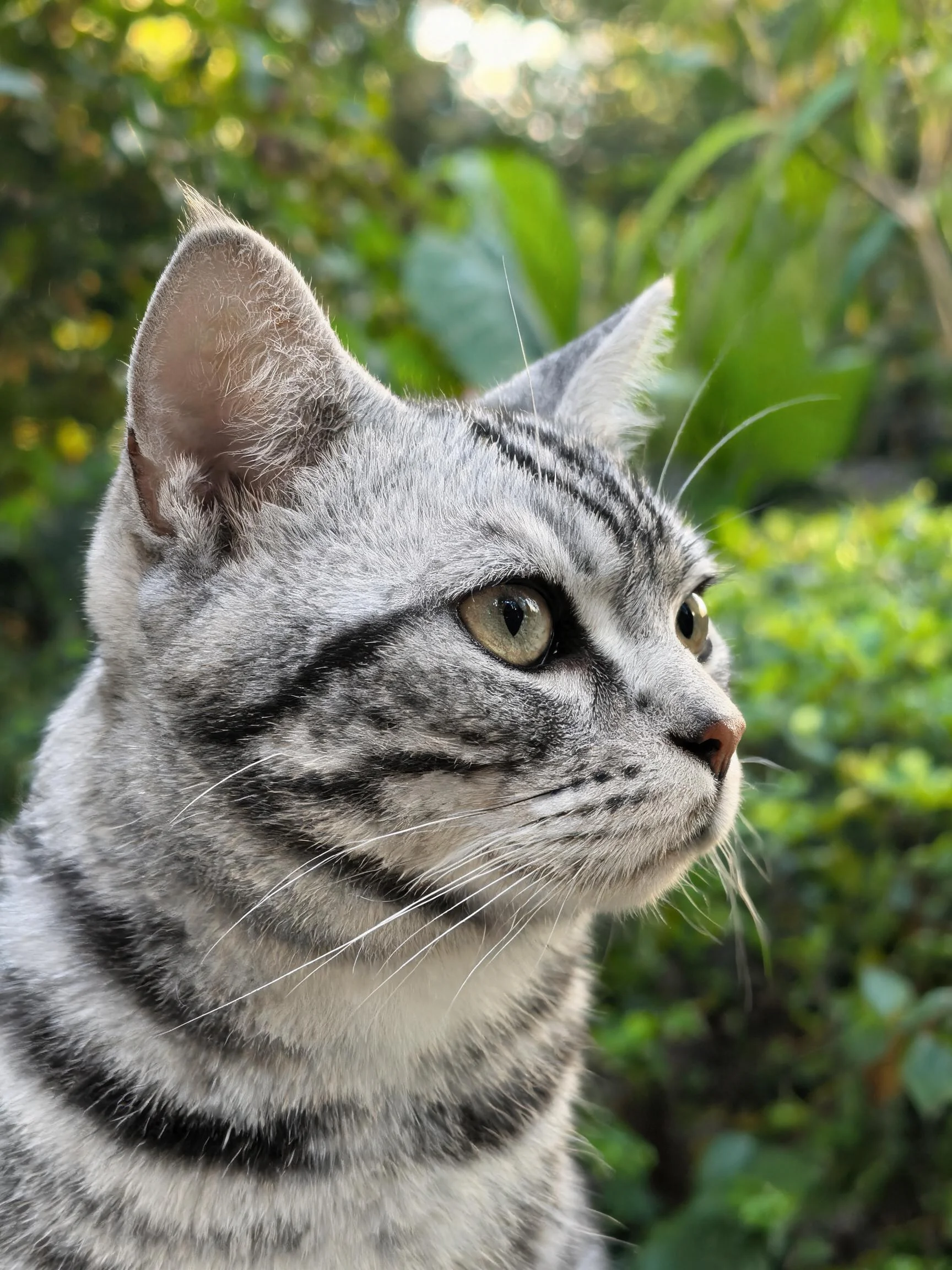 银色短毛虎斑猫有着银灰色带黑纹的皮毛,胡须修长,正专注地看向远方。