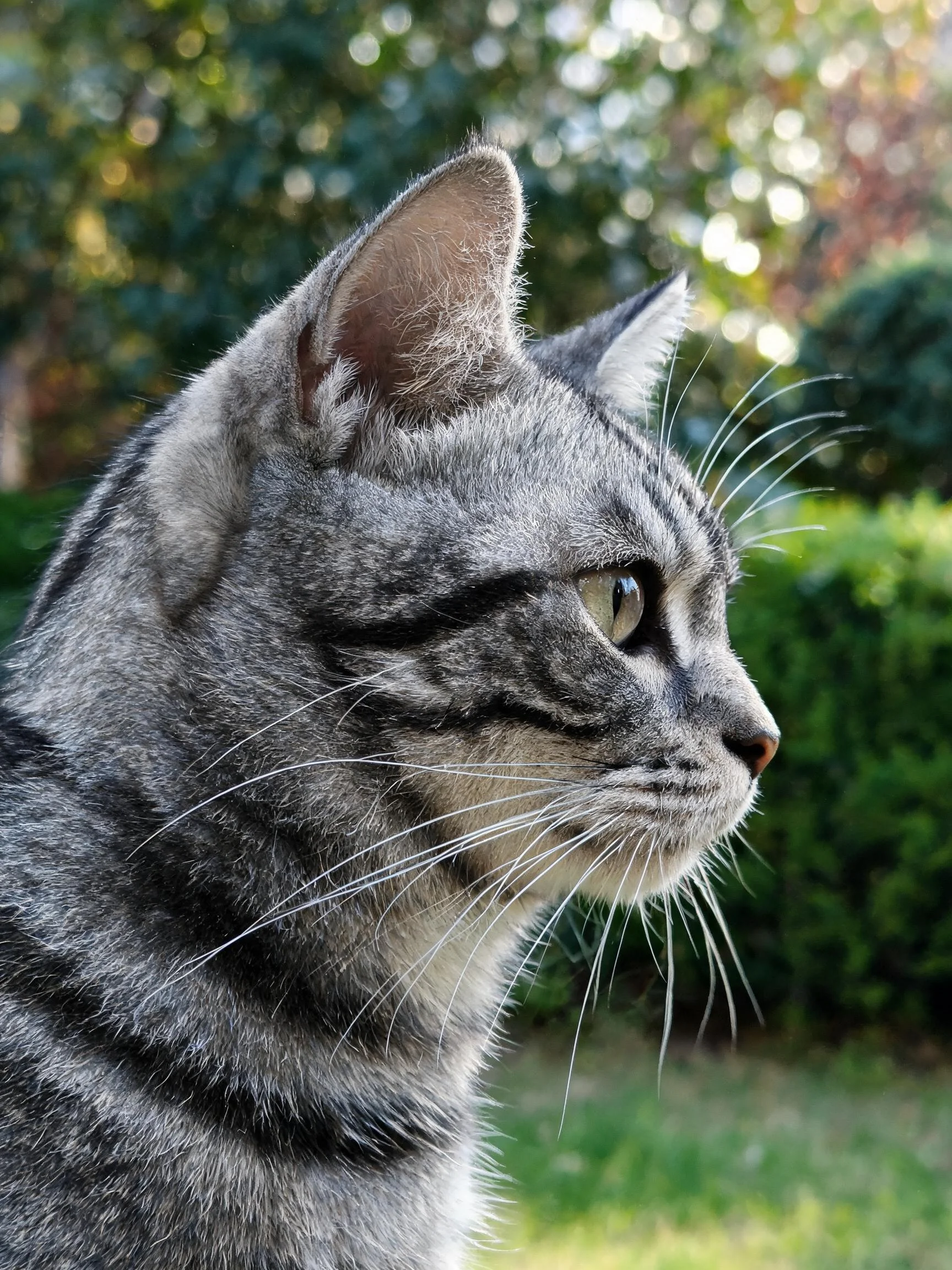 灰虎斑短毛猫有着清晰的黑色条纹,目光专注地看向远方,耳朵竖立着处于警觉状态。
