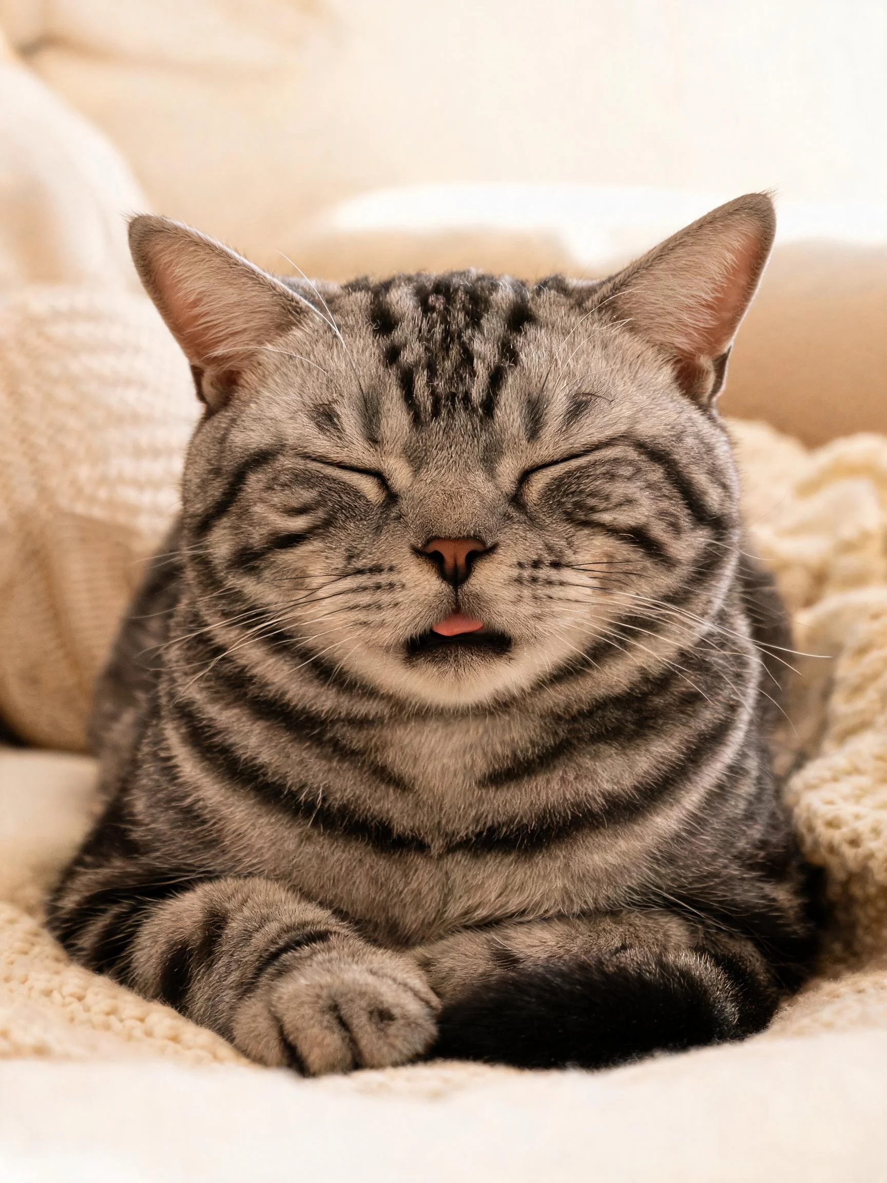 画面中是一只银虎斑短毛猫,它双眼紧闭,嘴巴处露出一点粉色舌头,正躺在针织织物上休息。