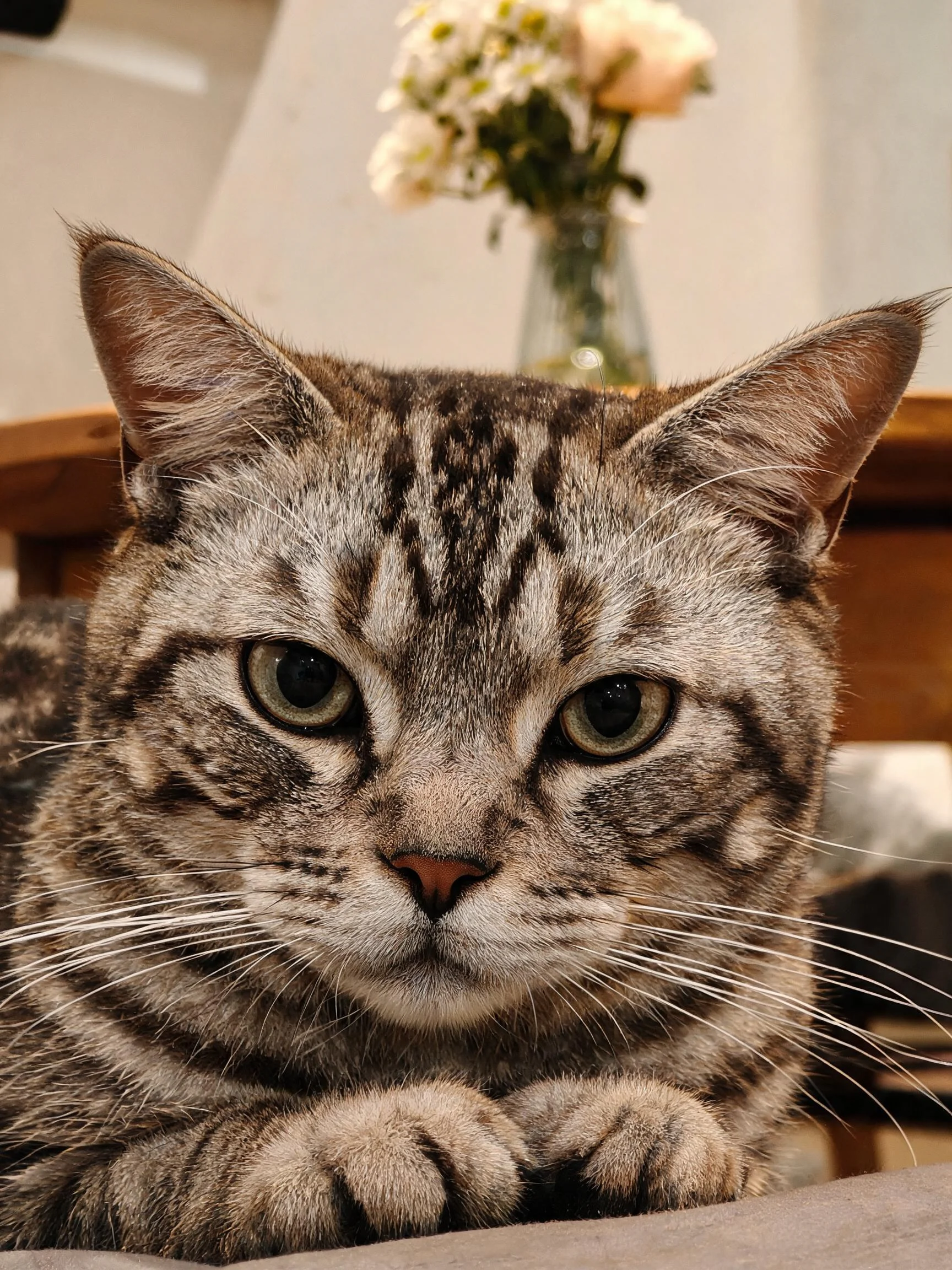 玳瑁斑纹短毛猫有着清晰条纹毛发和明亮双眼，前爪向前伸展。