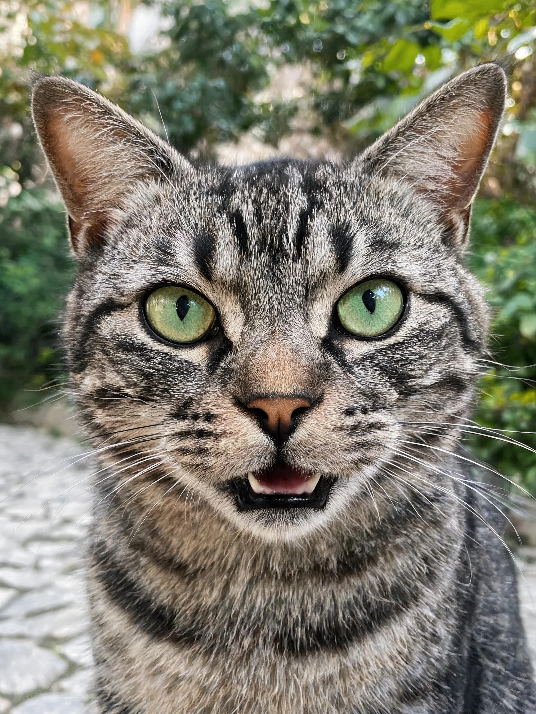 银色虎斑短毛猫有着明亮的绿色眼眸,皮毛呈现银灰黑虎斑纹理,面部表情生动。