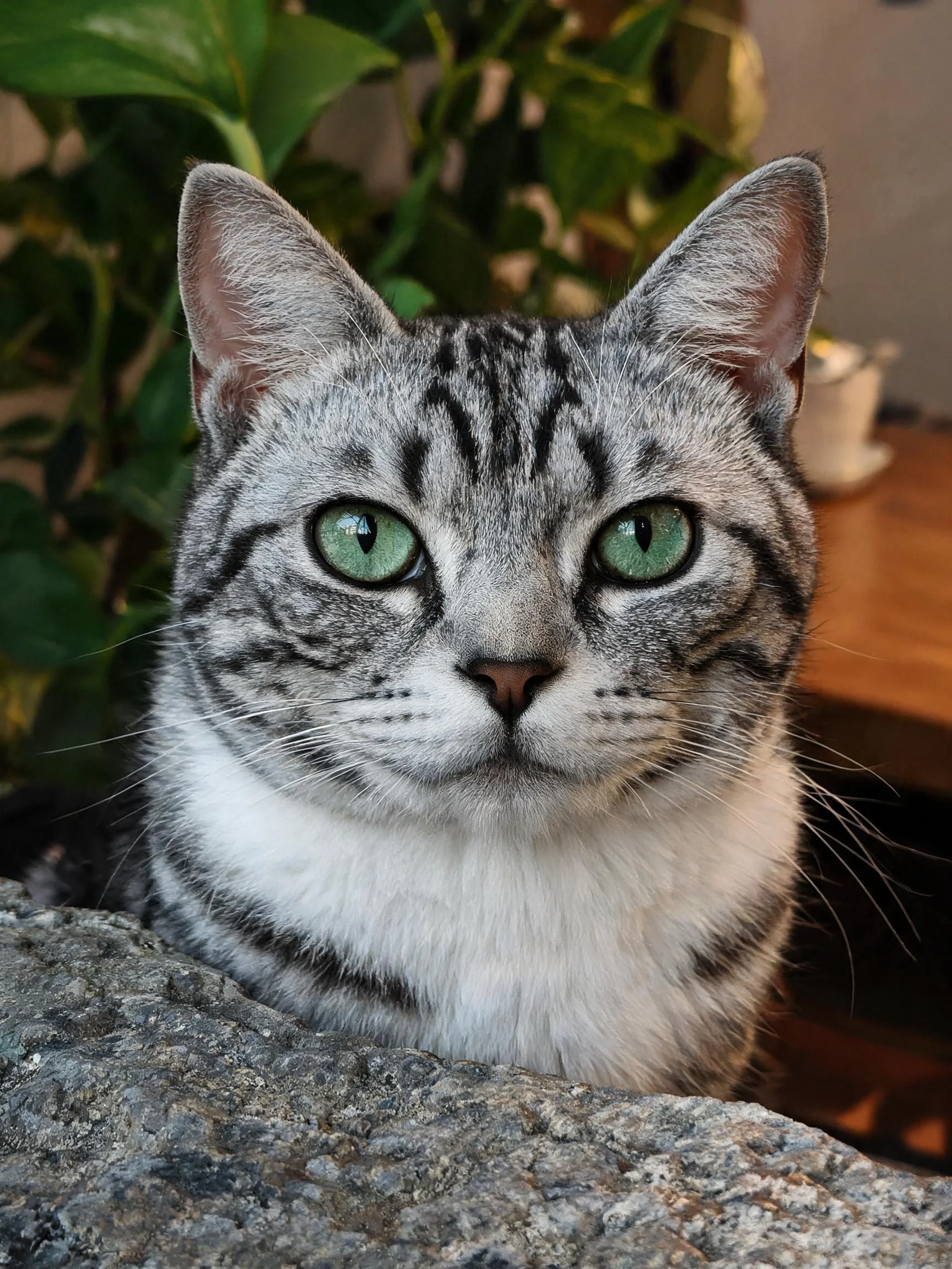 这是一只美国短毛猫,带有银色虎斑花纹,有着绿色的眼睛,毛发短而顺滑,正安静注视镜头。