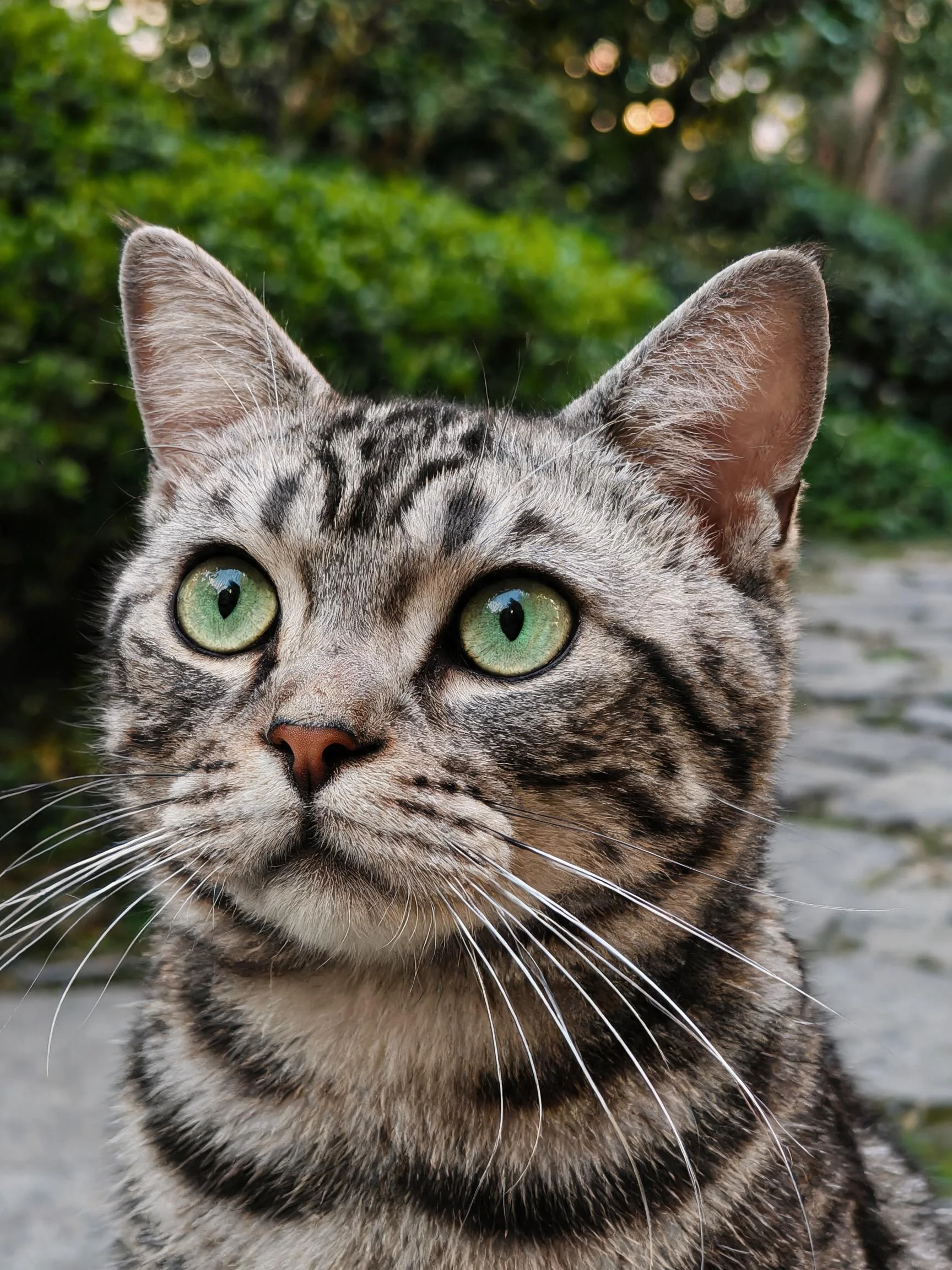 银虎斑短毛猫有着大而明亮的绿色眼睛,修长的胡须清晰可见。