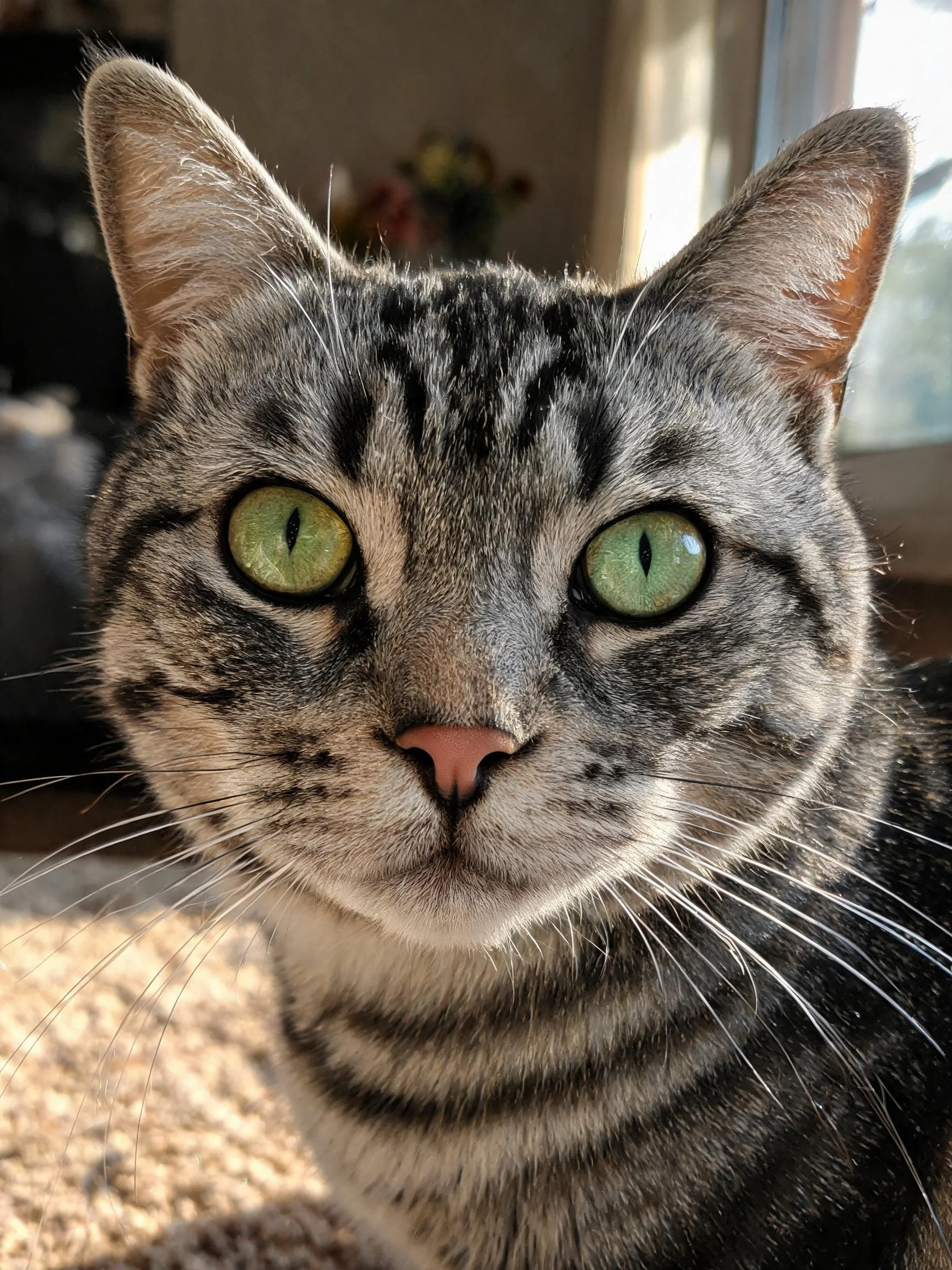 银虎斑短毛猫有着明亮的绿色眼睛,黑色的条纹清晰地分布在短而浓密的被毛上。
