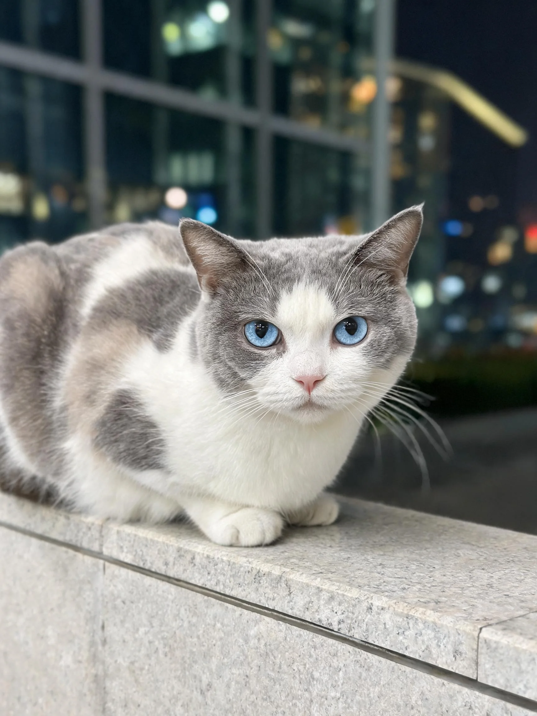 灰白双色短毛猫拥有蓝色眼睛,安静地趴在石质边缘处。