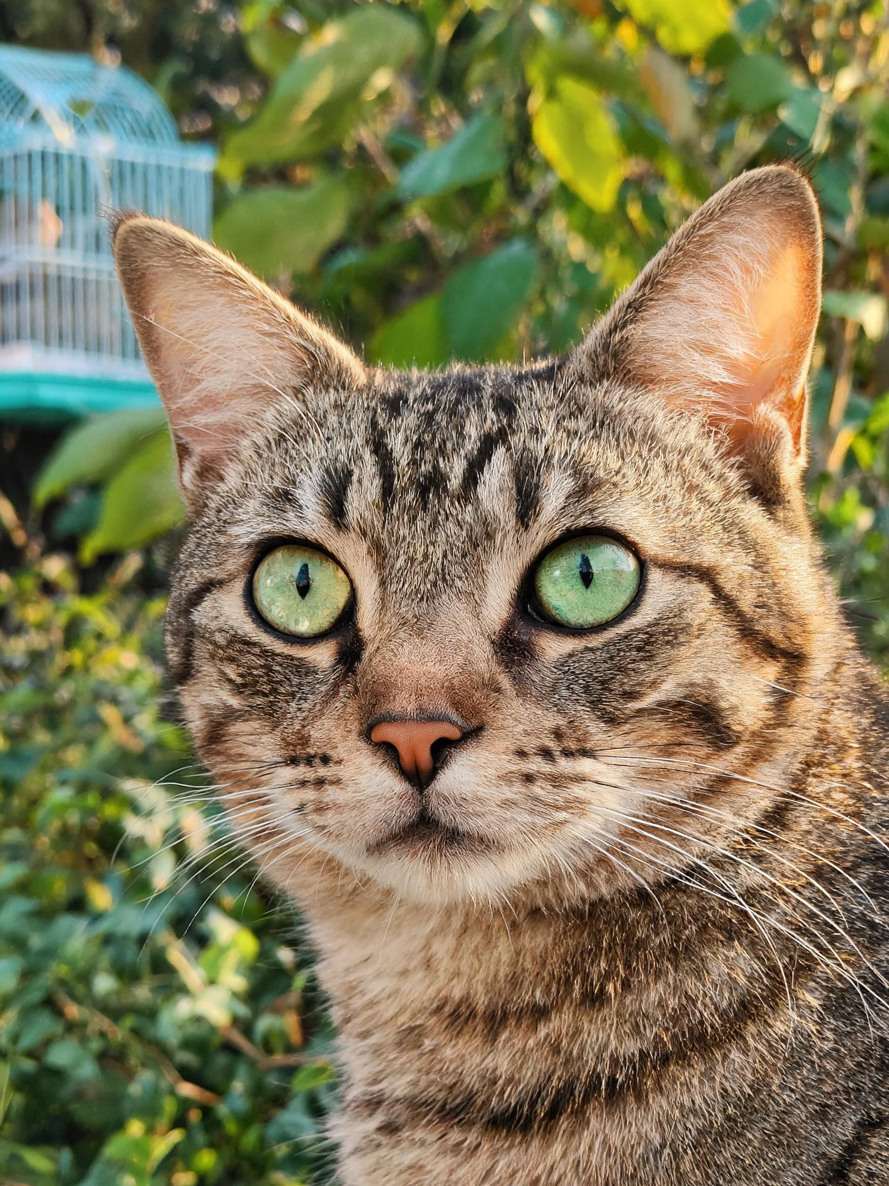 短毛虎斑猫拥有清澈绿色眼眸,面部虎斑纹理清晰呈现。