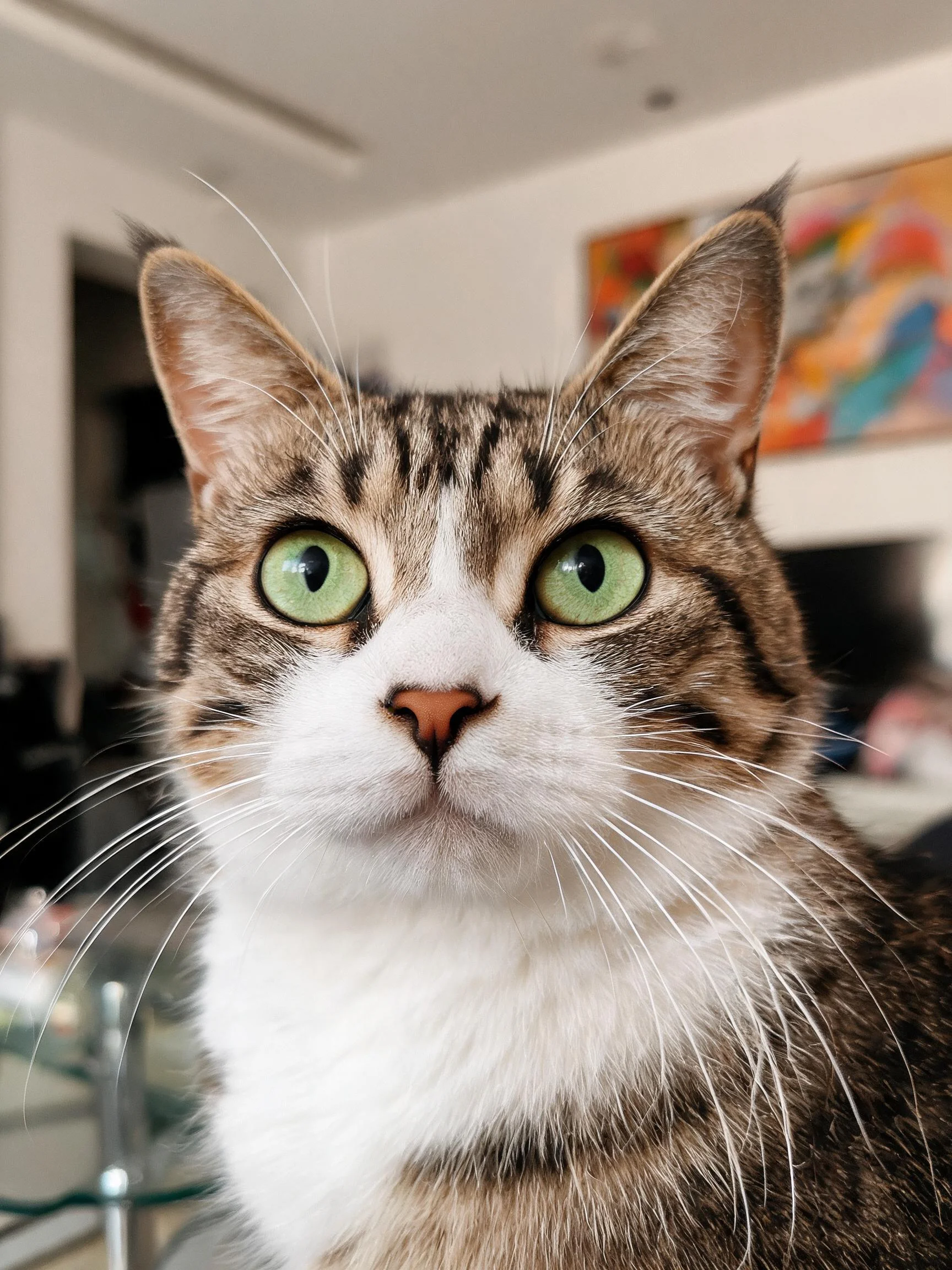 虎斑短毛猫拥有明亮的绿色眼睛和清晰的虎斑纹理皮毛。