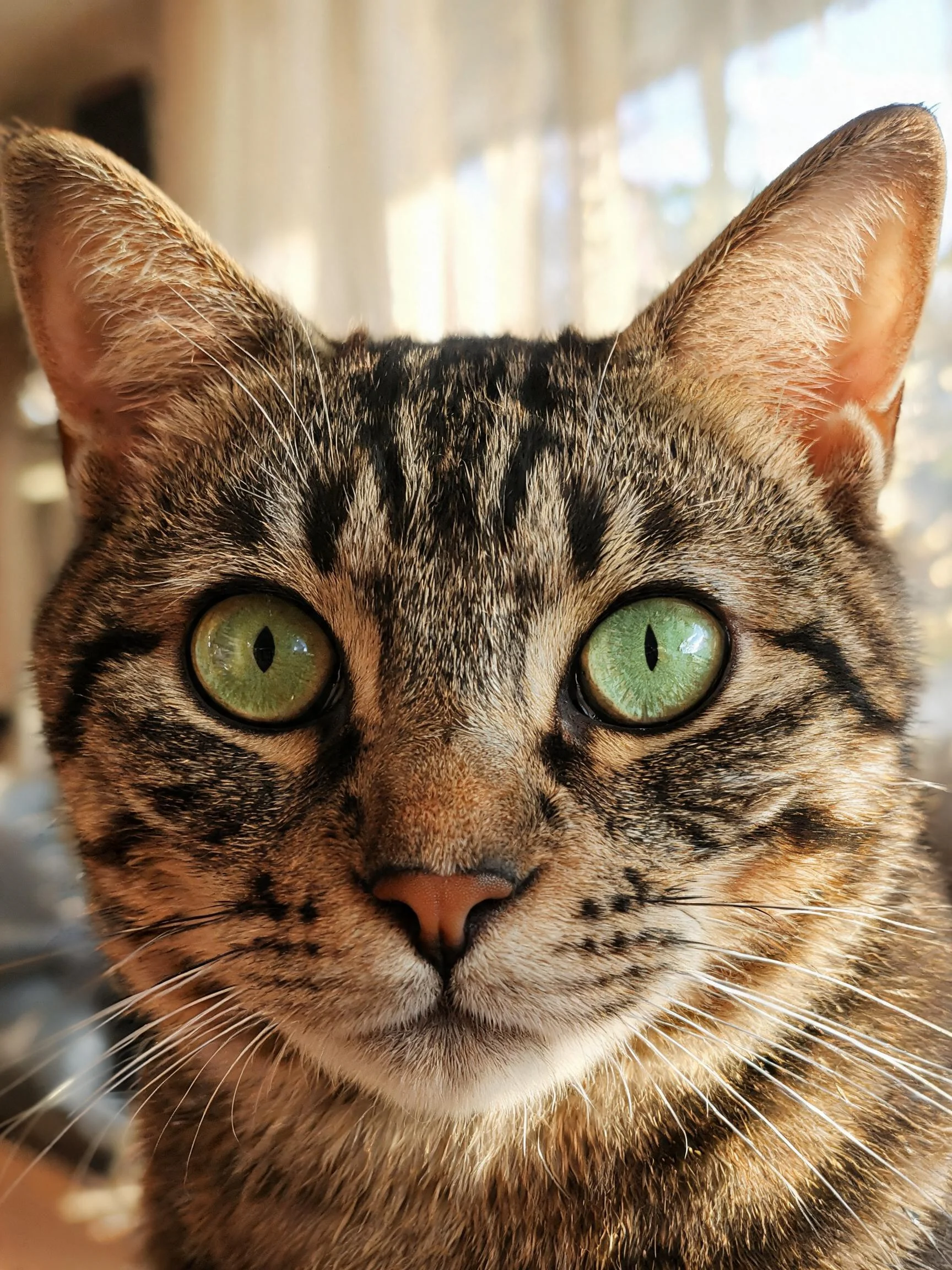 一只短毛虎斑猫,拥有明亮的绿色眼睛和典型虎斑纹外观,正直视镜头。