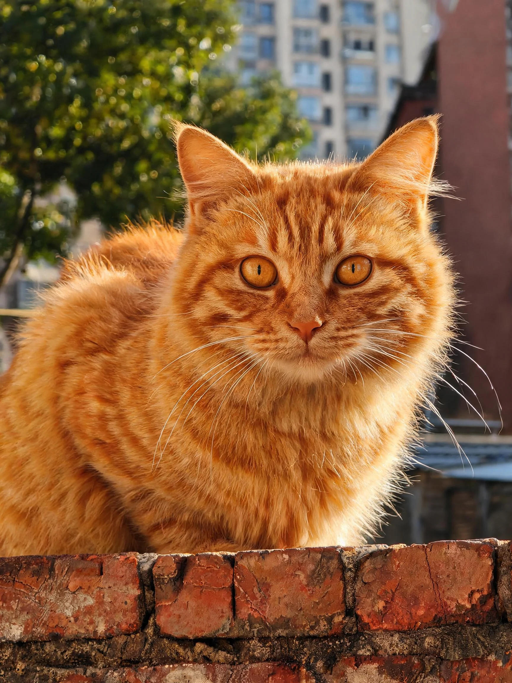 橘色短毛虎斑猫趴在红砖墙上,眼睛明亮,皮毛带有金色光泽。