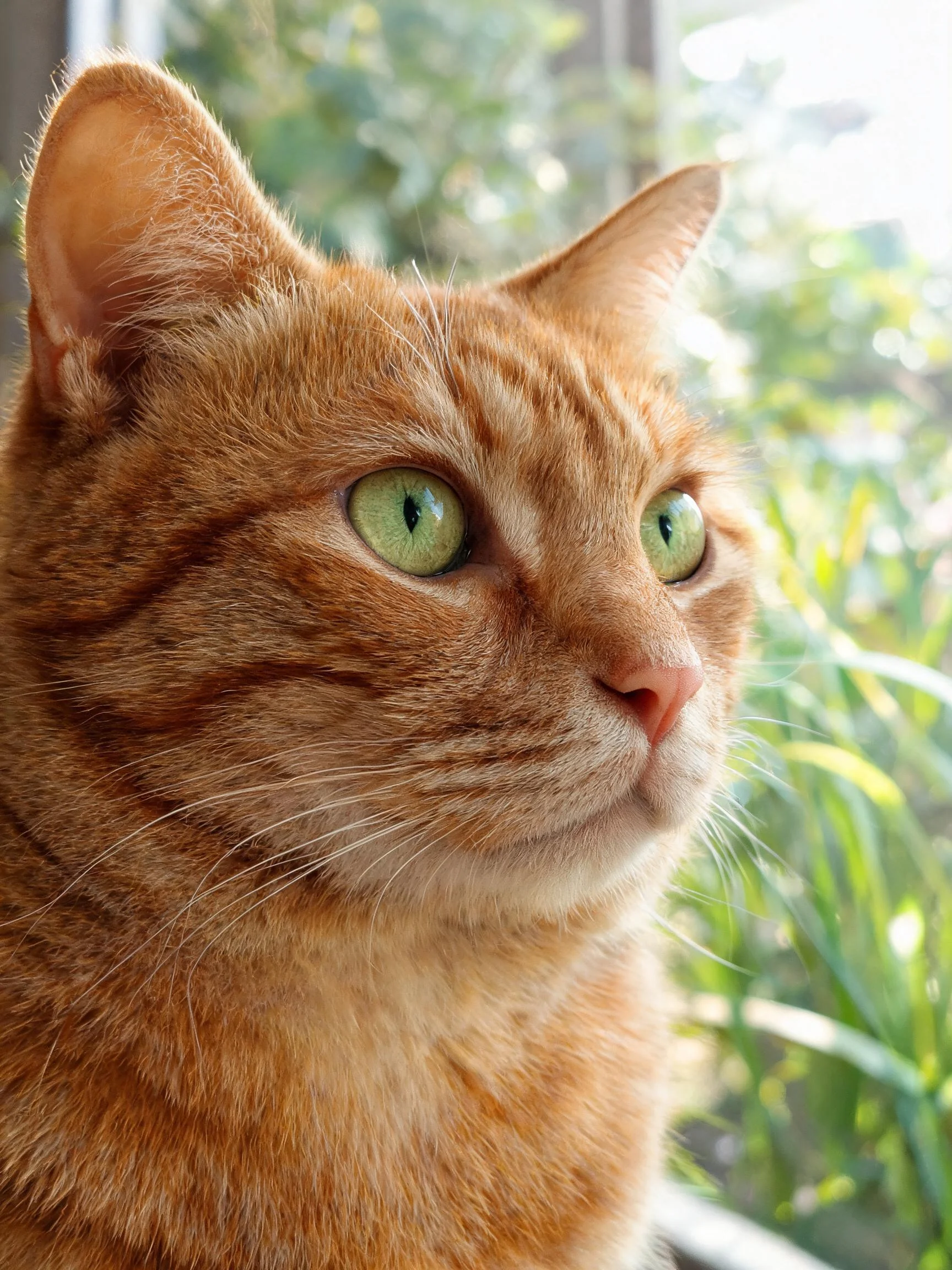 橘色短毛猫有着绿色眼睛和短而顺滑的橙棕色虎斑纹理。