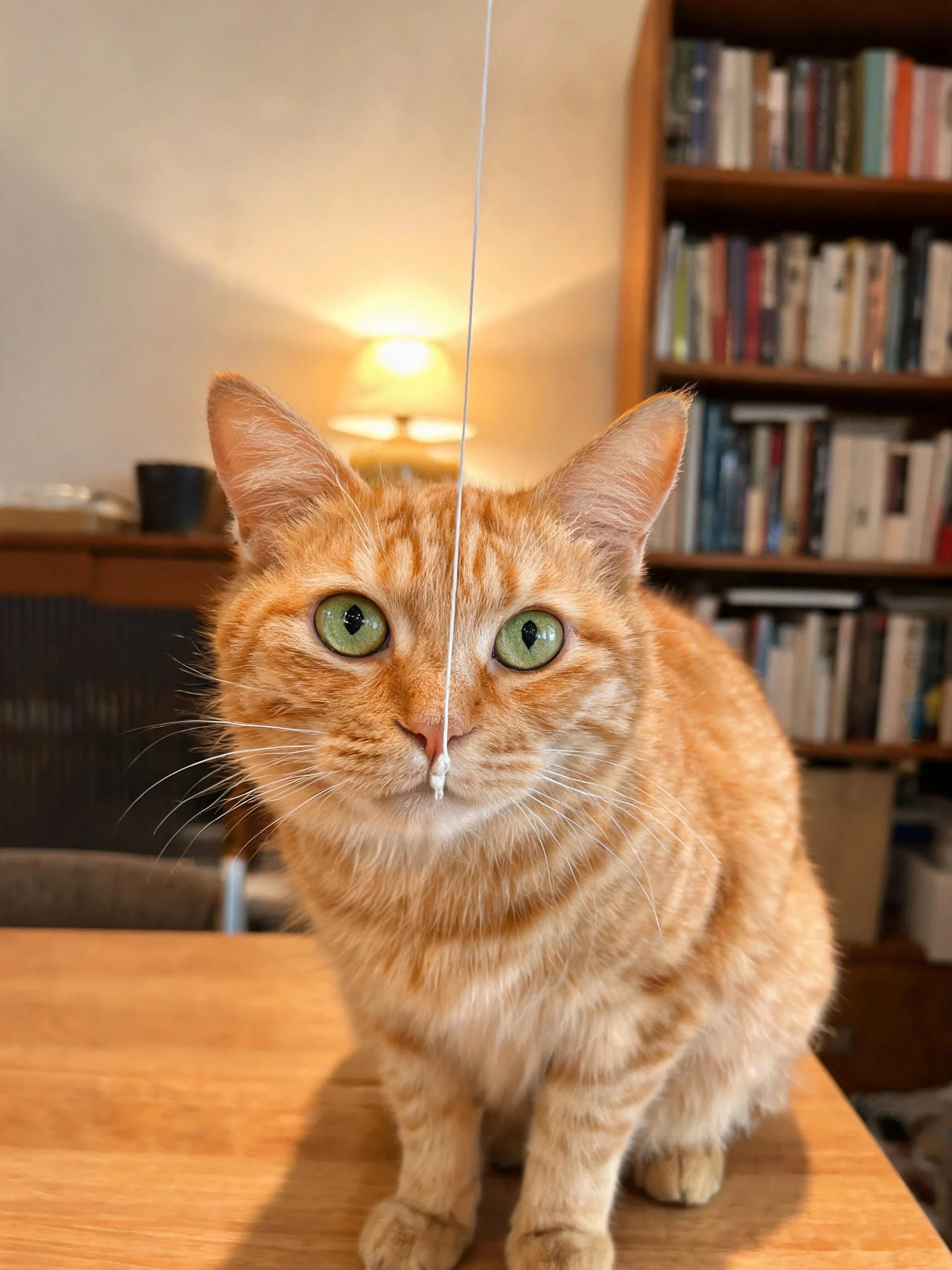 橘色短毛猫正坐在木质桌面上,绿色眼睛明亮,毛发短而顺滑。