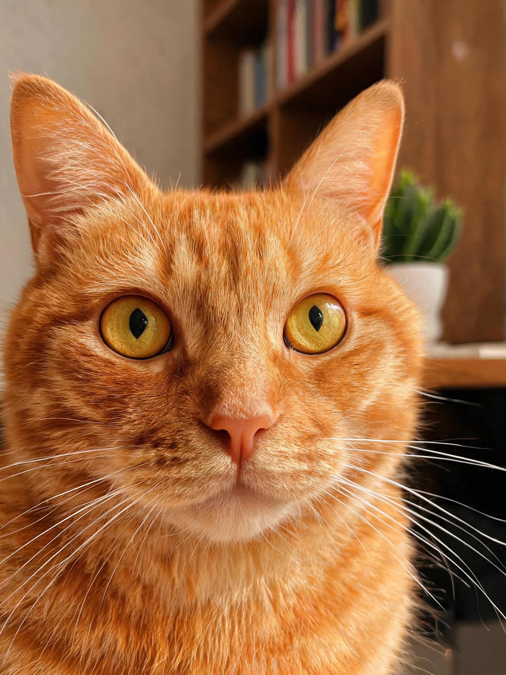 橘色短毛猫注视镜头,黄色眼睛明亮,面部细节清晰可见。