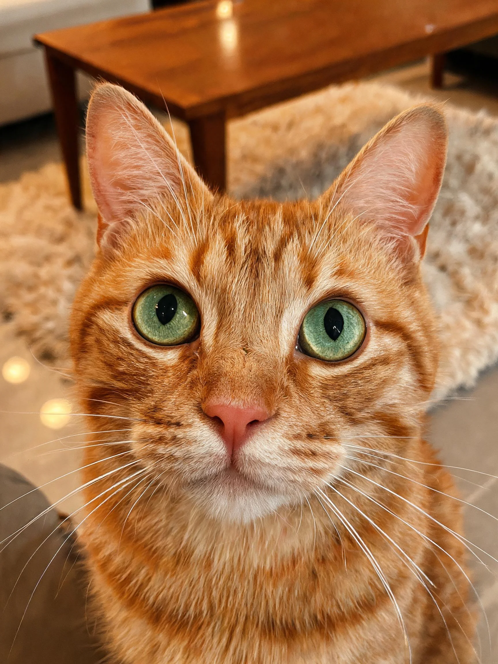 这只橘色短毛猫有着明亮的绿色眼睛,短而浓密的被毛呈现出橙棕色纹理,鼻尖湿润且目光直视镜头。