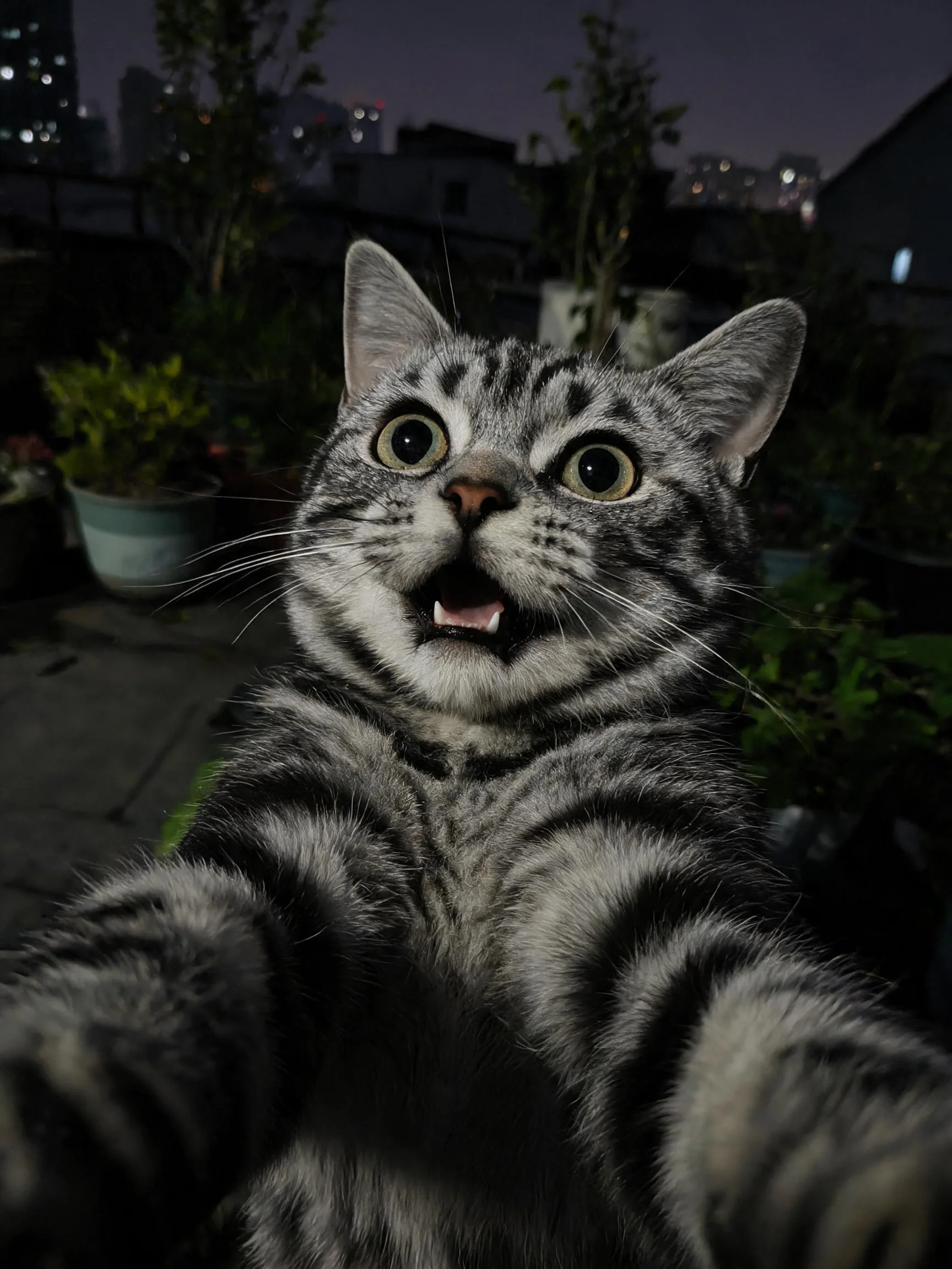 银虎斑短毛猫双眼圆睁,嘴巴微张,毛发短而浓密,胡须清晰可见。