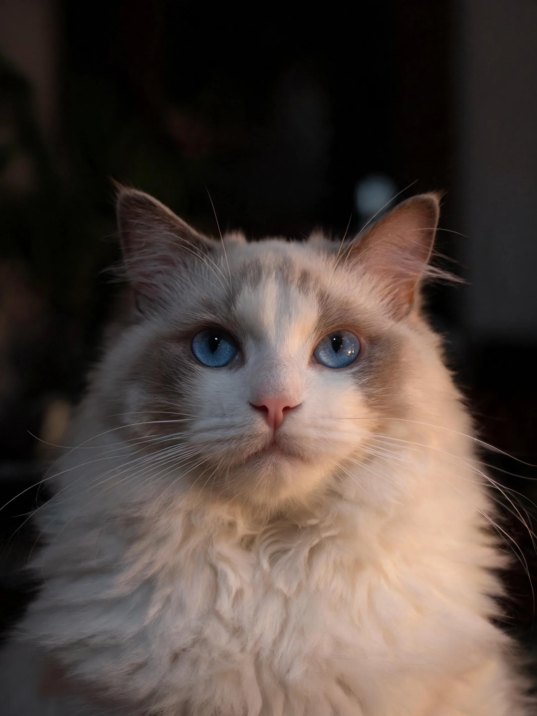 一只蓝眼睛的布偶猫,有着蓬松的白色毛发和灰褐色脸部斑纹,在暖光环境下安静注视。