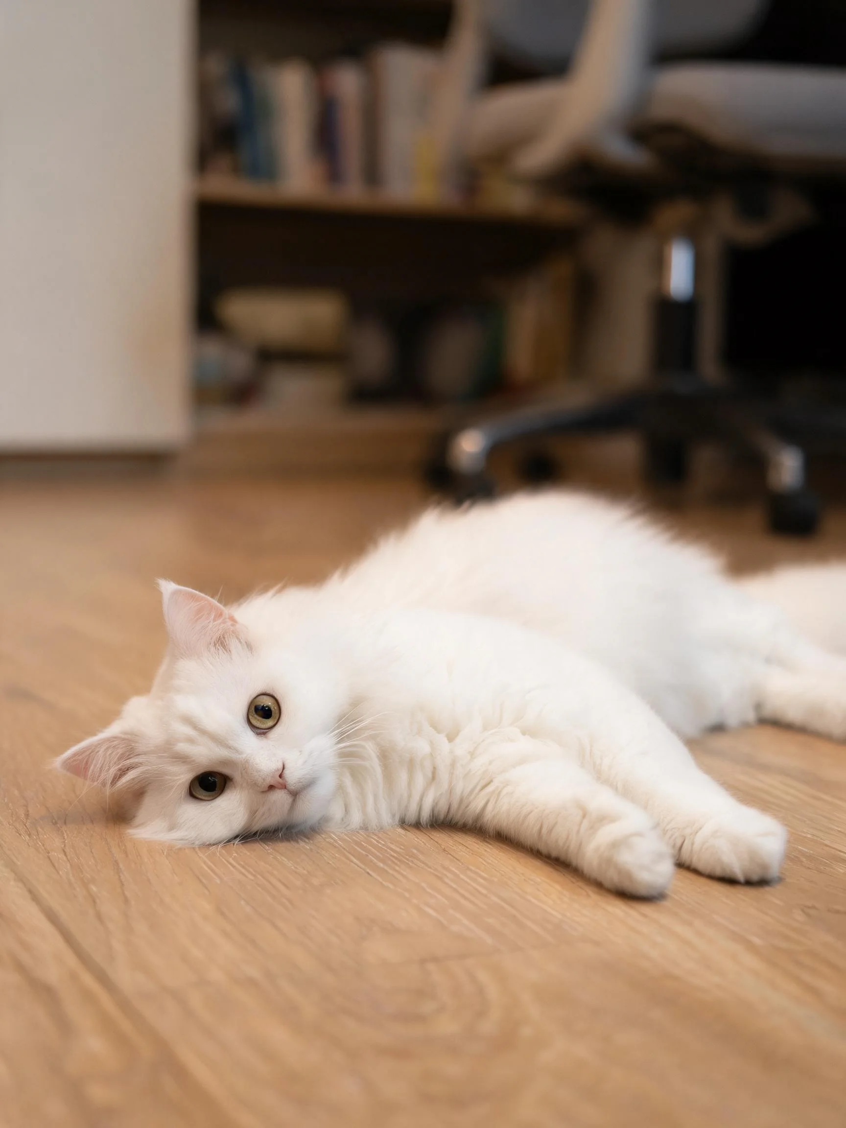 白色长毛猫将头部轻靠在木质地板上,蓬松的白色毛发覆盖全身,眼睛明亮清澈。