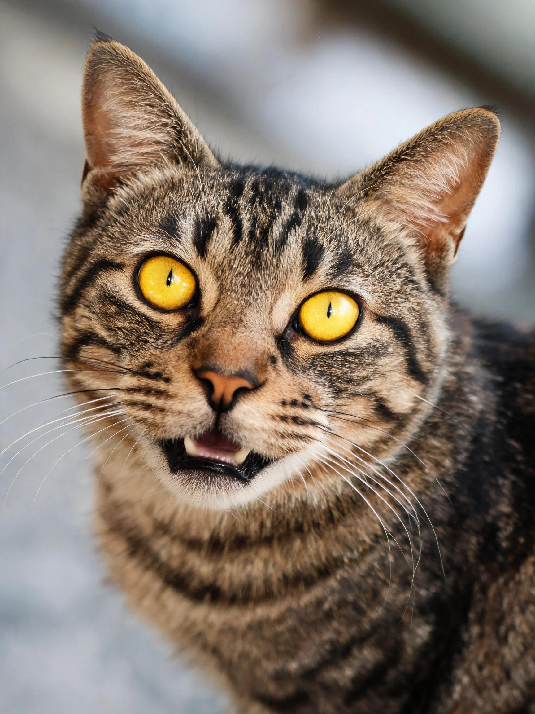 短毛虎斑猫拥有明黄色的眼睛和清晰的虎斑条纹毛发,面部表情生动。