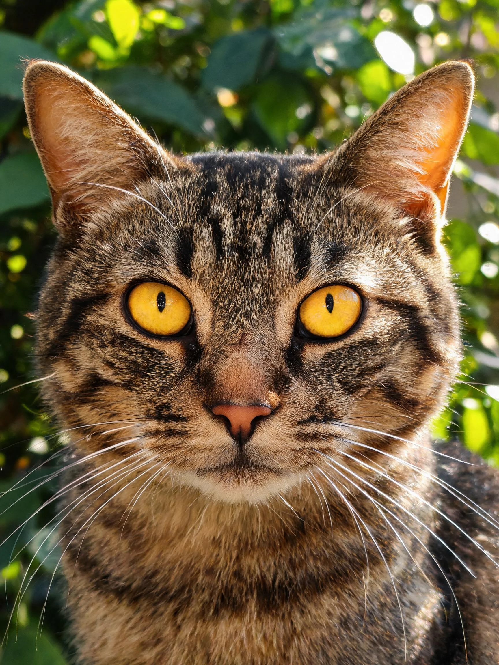 一只虎斑短毛猫，有着明亮黄色的眼睛和典型的虎斑纹理毛发。